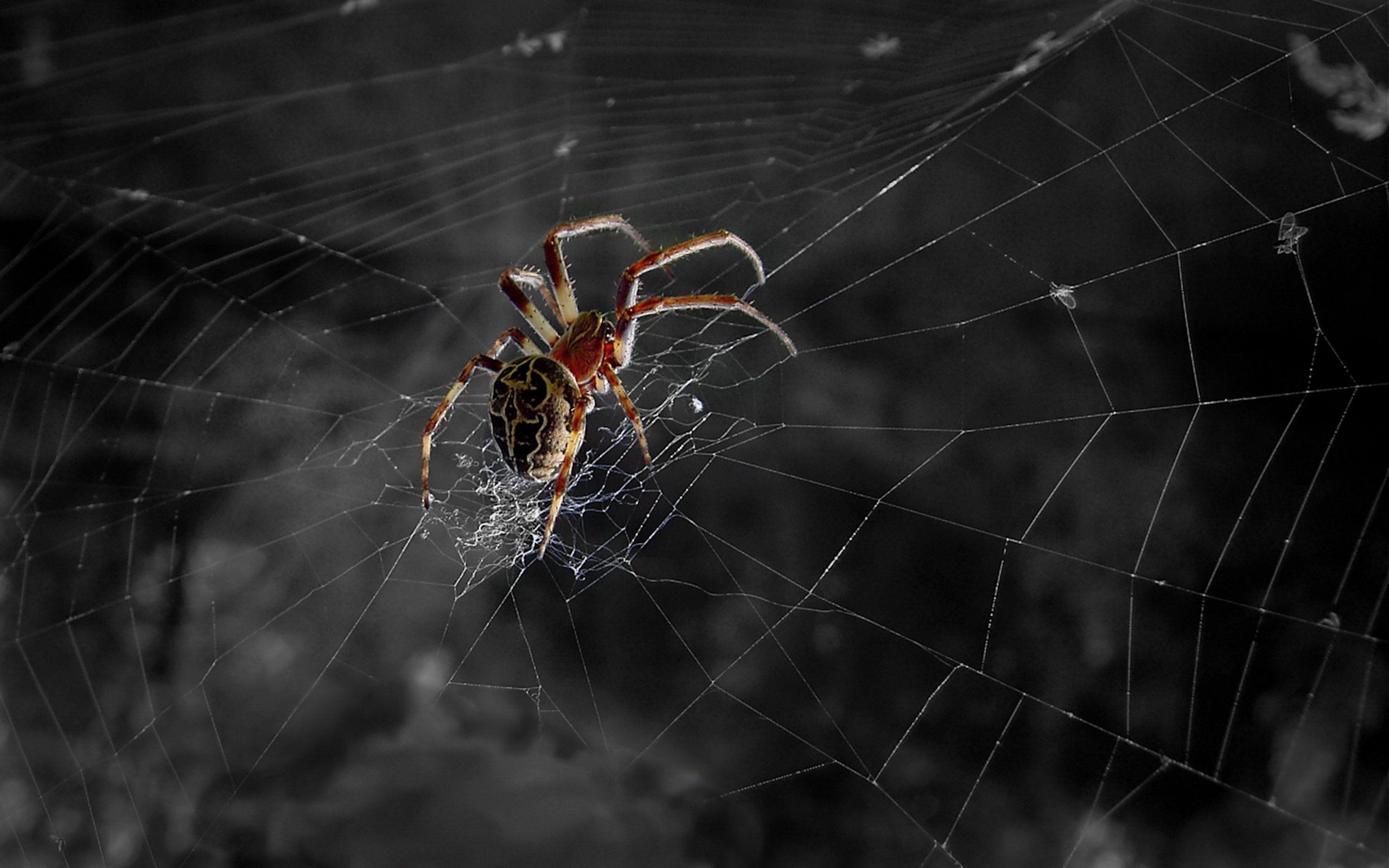 2560x1600 Spider Wallpaper High Definition. Spider, Spiders scary, Animal wallpaper, Desktop