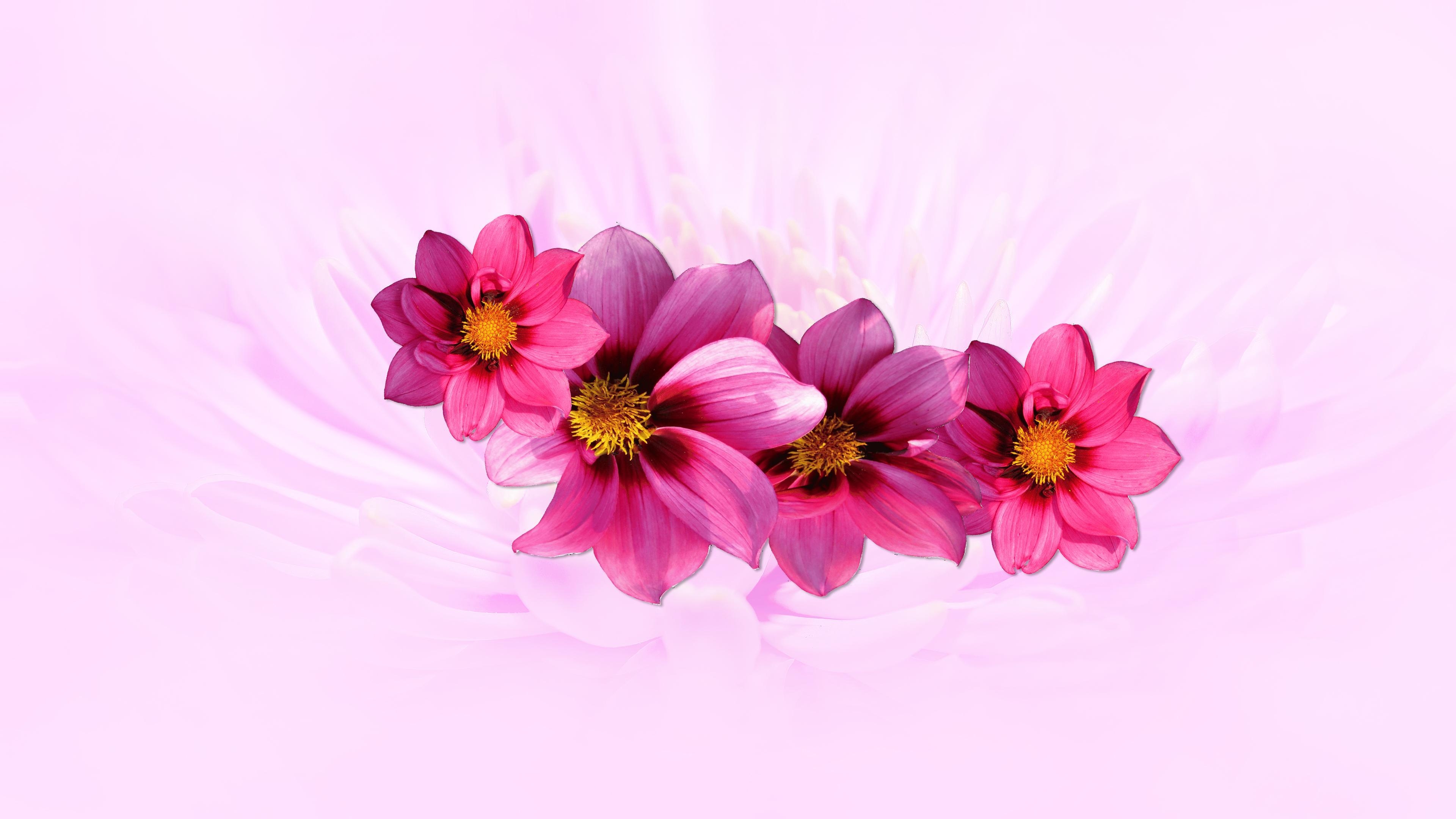 3840x2160 Pink Dahlia Chromebook Wallpaper, Desktop