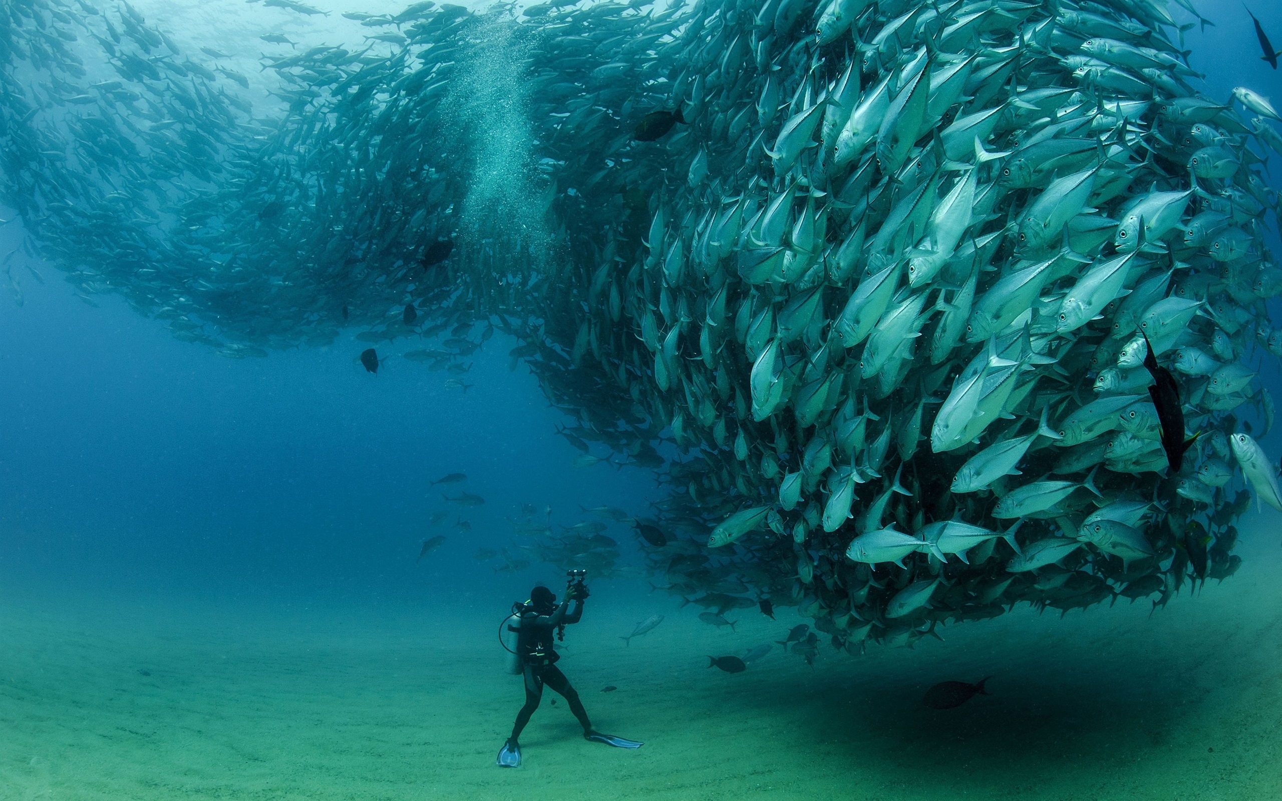 2560x1600 Sardines, fish underwater, diver, Cabo Pulmo National Park, Desktop