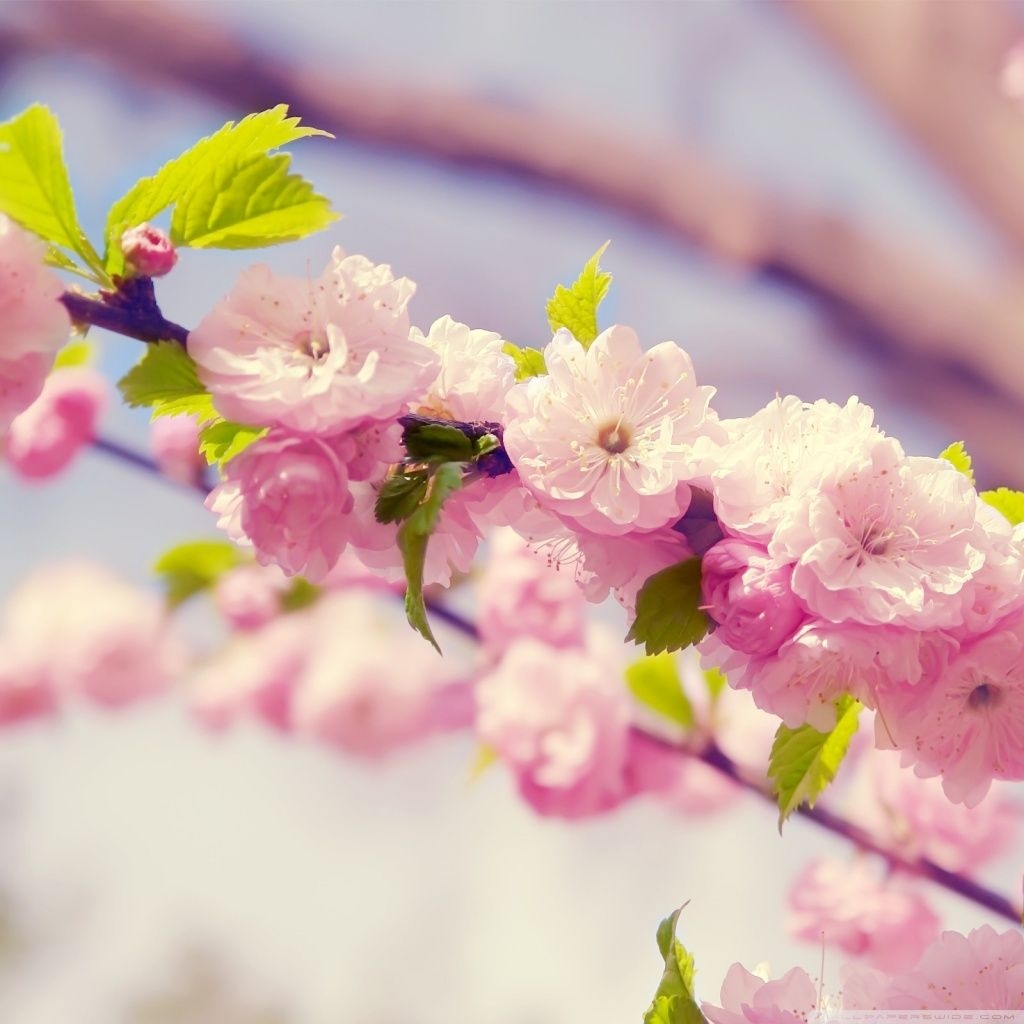 1030x1030 Free Spring Wallpaper for iPad, Phone