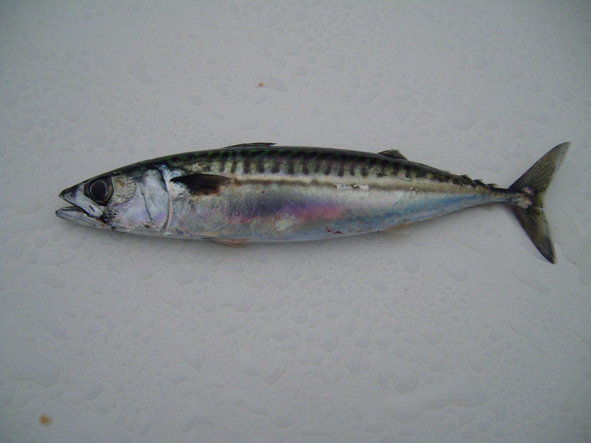 2050x1540 Atlantic mackerel, Desktop