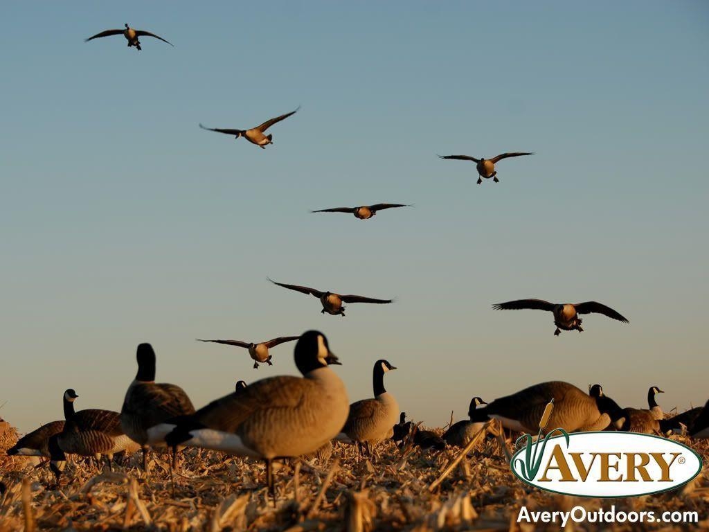 1030x770 Animals For > Goose Hunting Background, Desktop