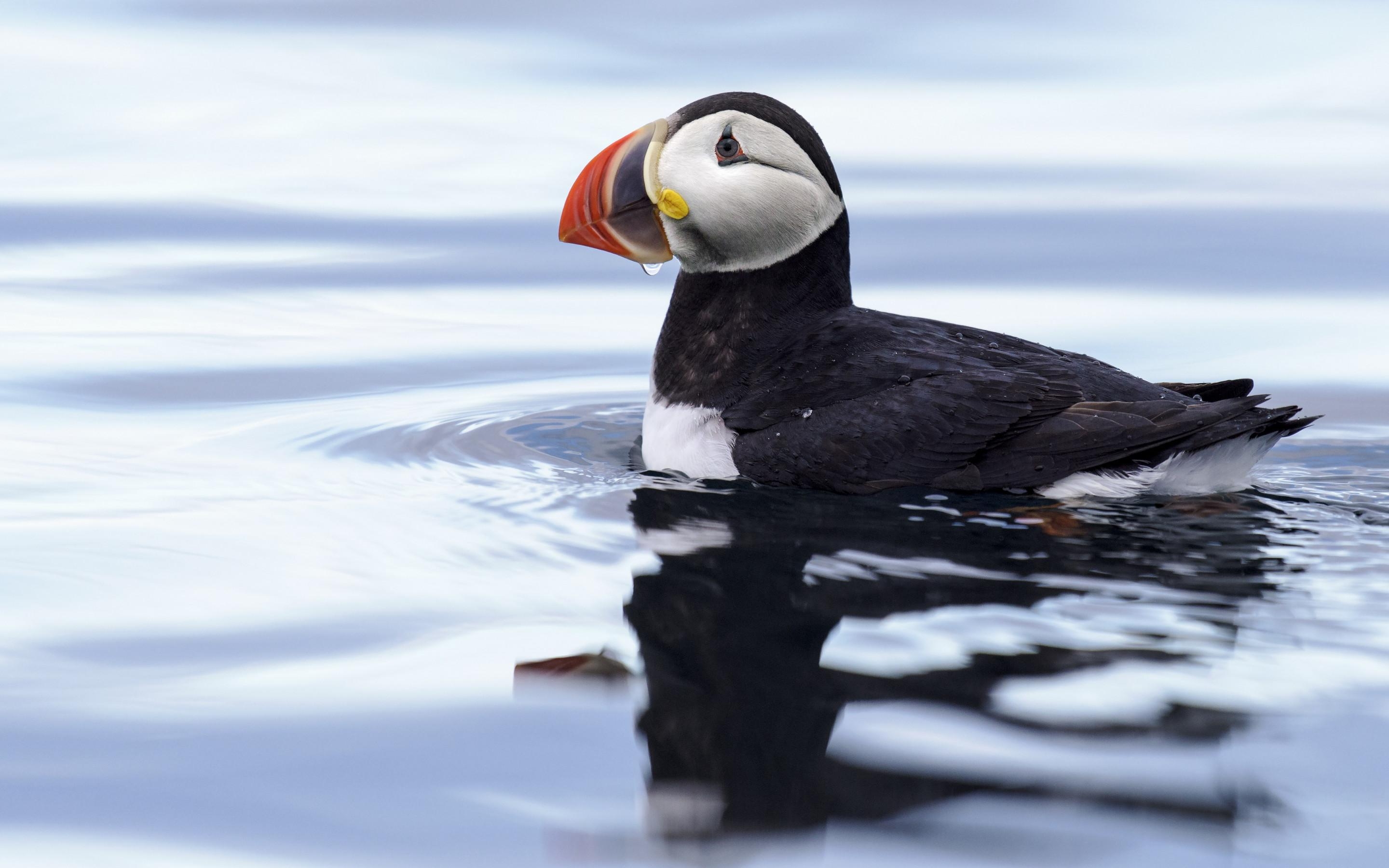 2880x1800 Download wallpaper: Puffin in Svalbard, Desktop