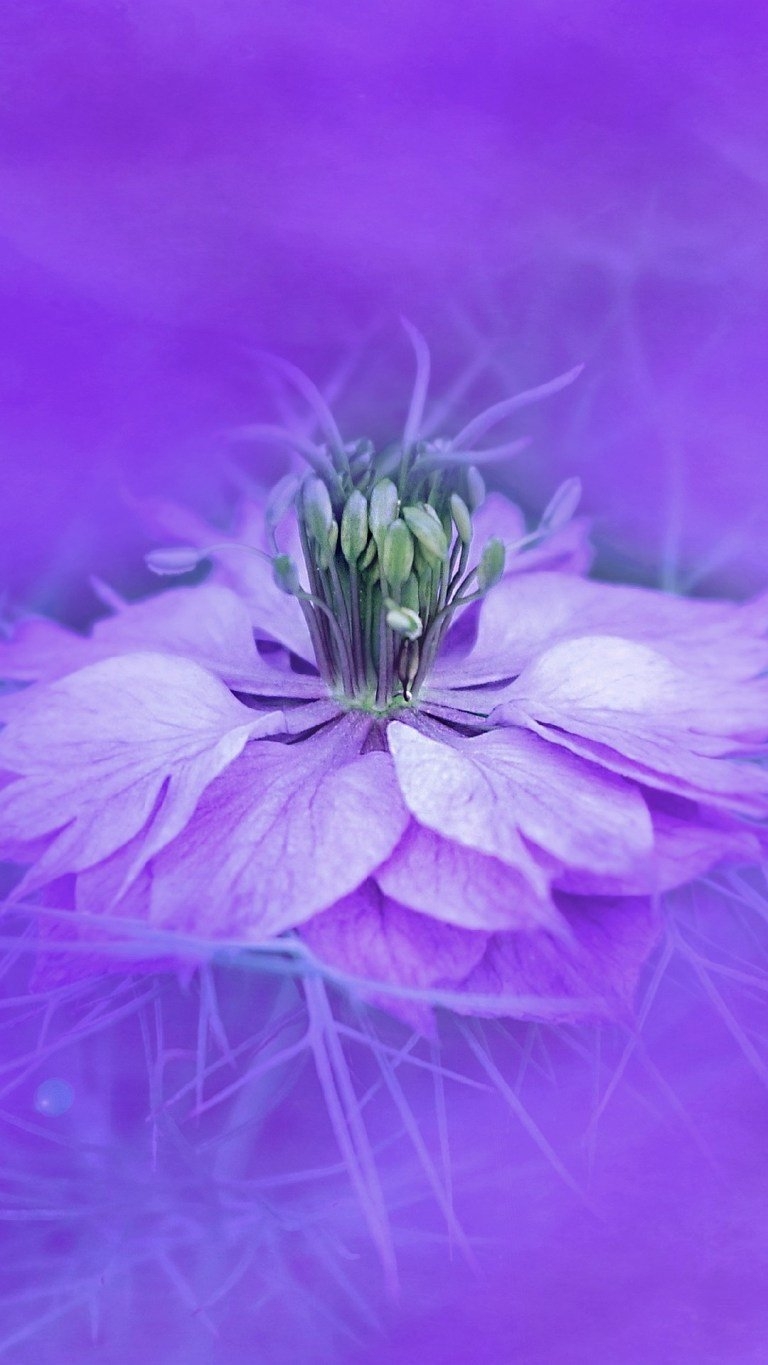 770x1370 Illustrated Purple Flower iPhone 12 Pro Max HD Wallpaper, Phone