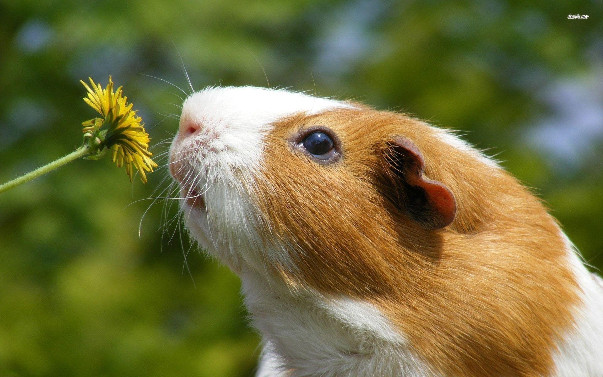 1920x1200 Guinea Pig Smelling Dandelion Wallpaper, Desktop