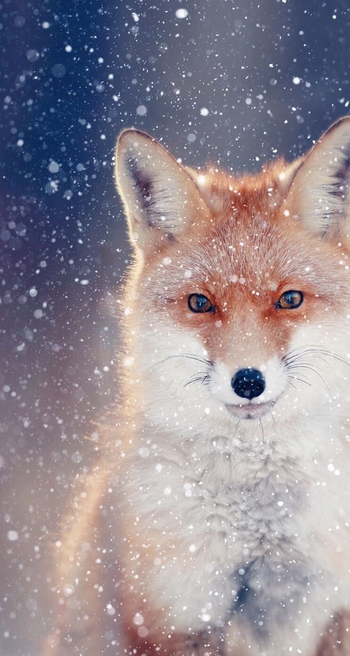 690x1280 Love this snap! Making us excited for Christmas #AnimalPhotography #Snow. Animals, Cute animals, Pet fox, Phone