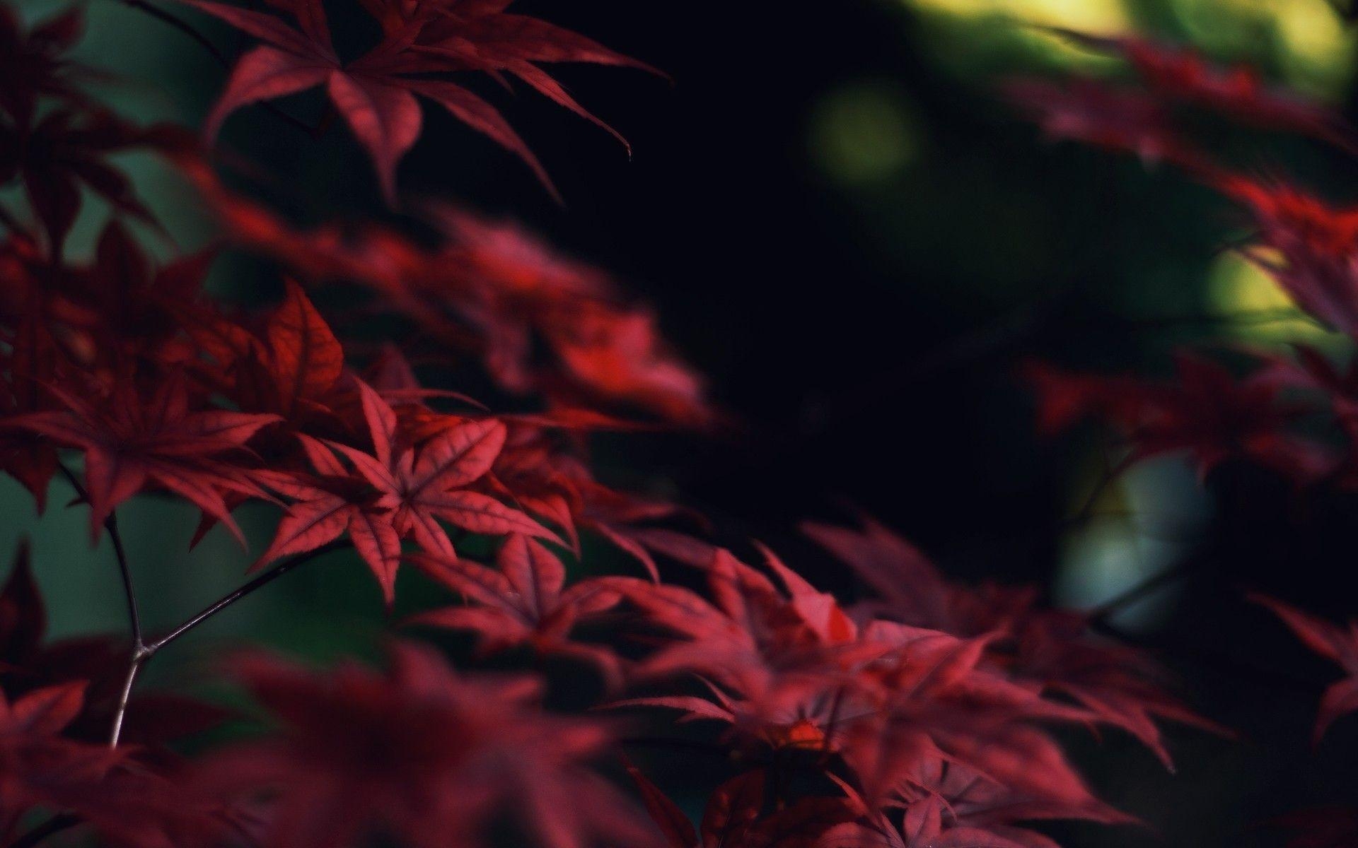 1920x1200 Red Leaves Wallpaper Full HD, Desktop