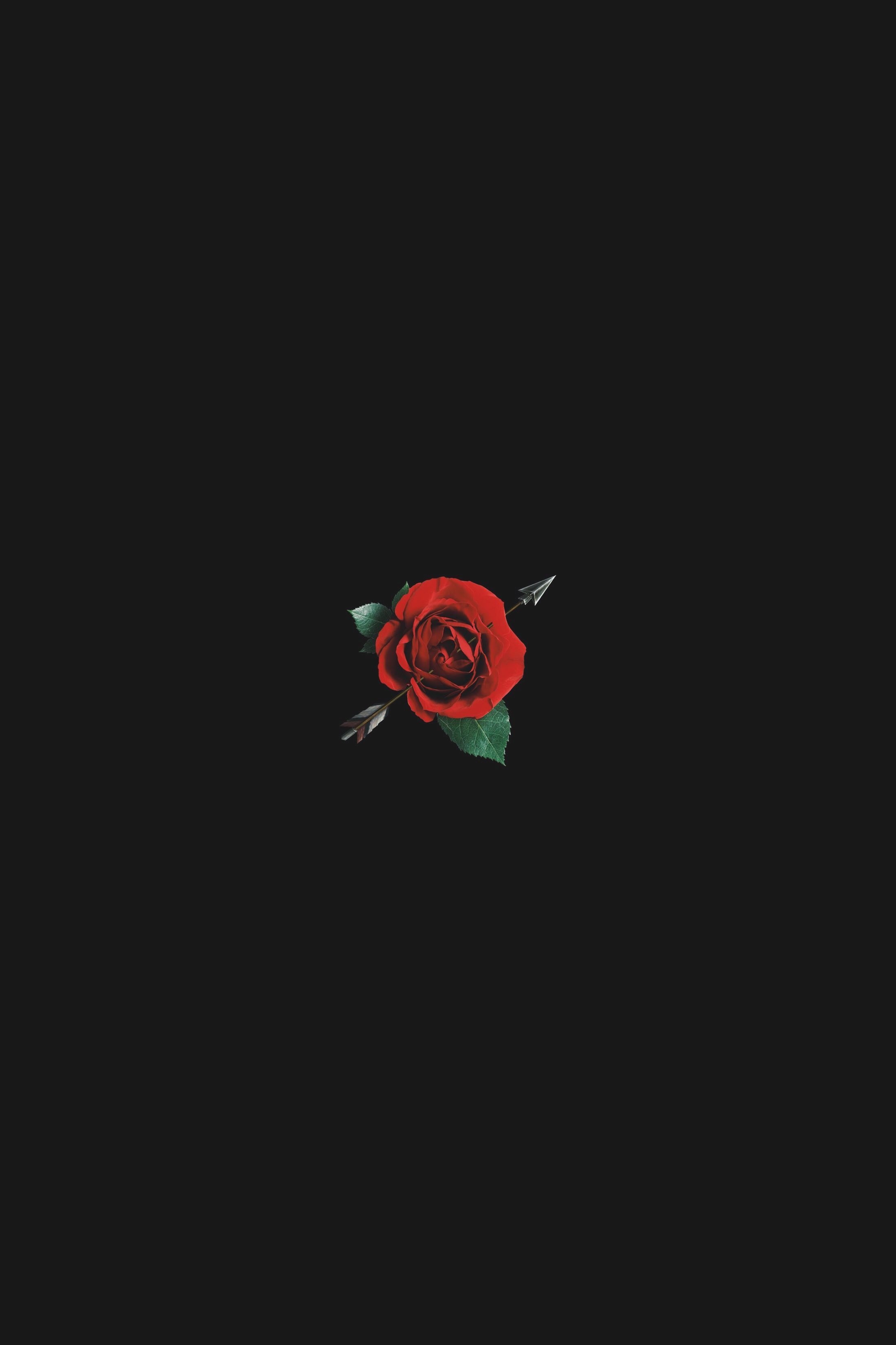 2200x3300 Red Roses Aesthetic Wallpaper, Phone