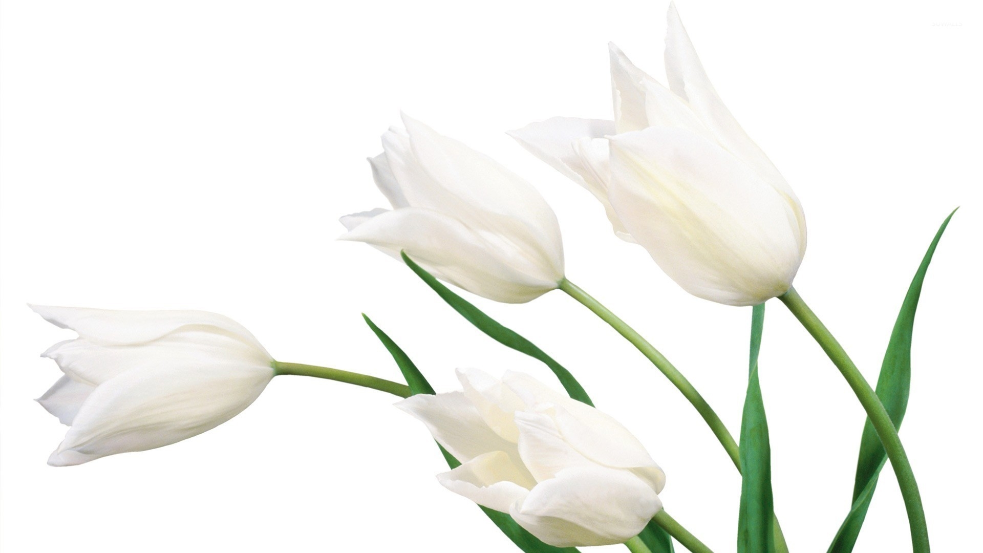 1920x1080 White tulips [2] wallpaper wallpaper, Desktop