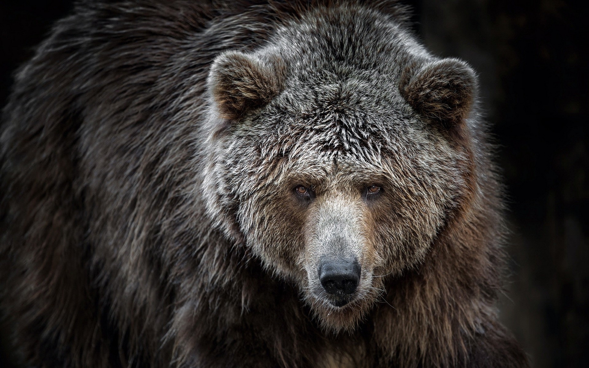 1920x1200 Angry Grizzly Bear Transparent, Desktop