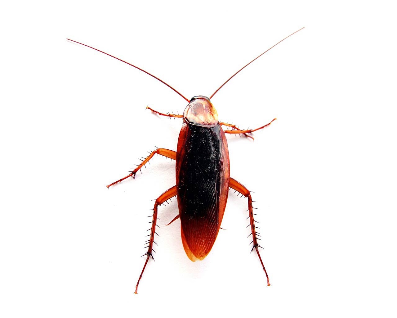 1280x1030 Cockroach Wallpaper. Cockroach Wallpaper, Desktop