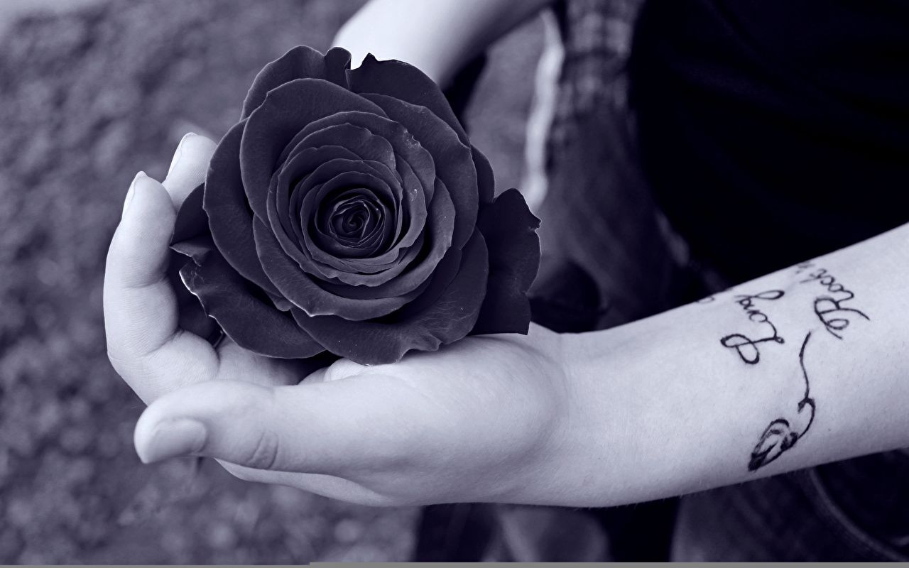 1280x800 Black Rose Dp For Whatsapp, Desktop