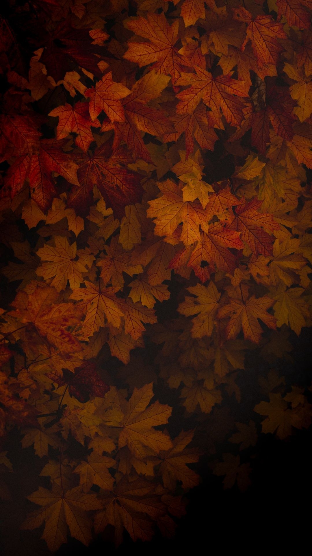 1080x1920 Dark Fall Leaves Background, Phone