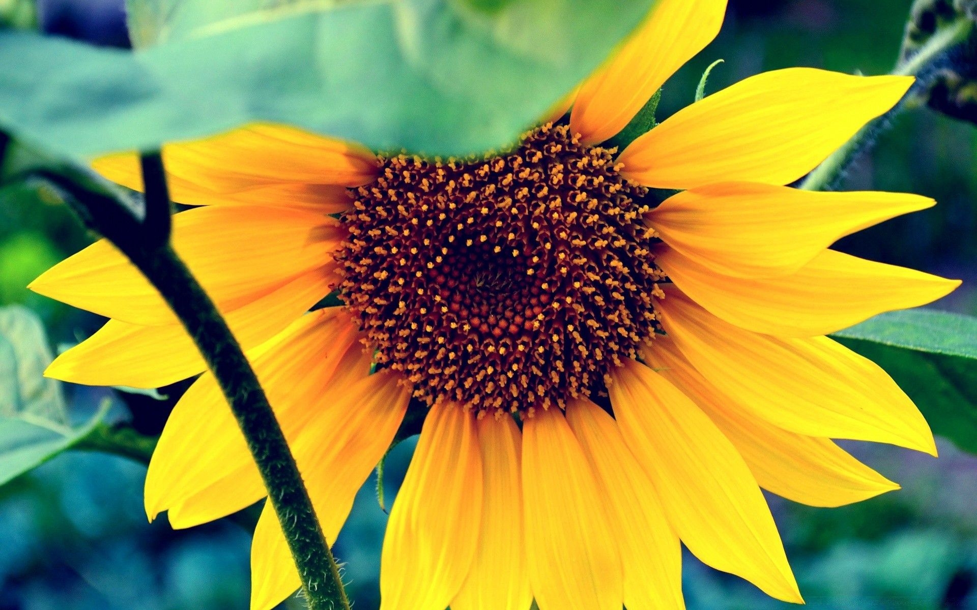 1920x1200 Flowers Nature Flora Flower Summer Leaf Sunflower Bright Wallpaper For Macbook Air, Desktop