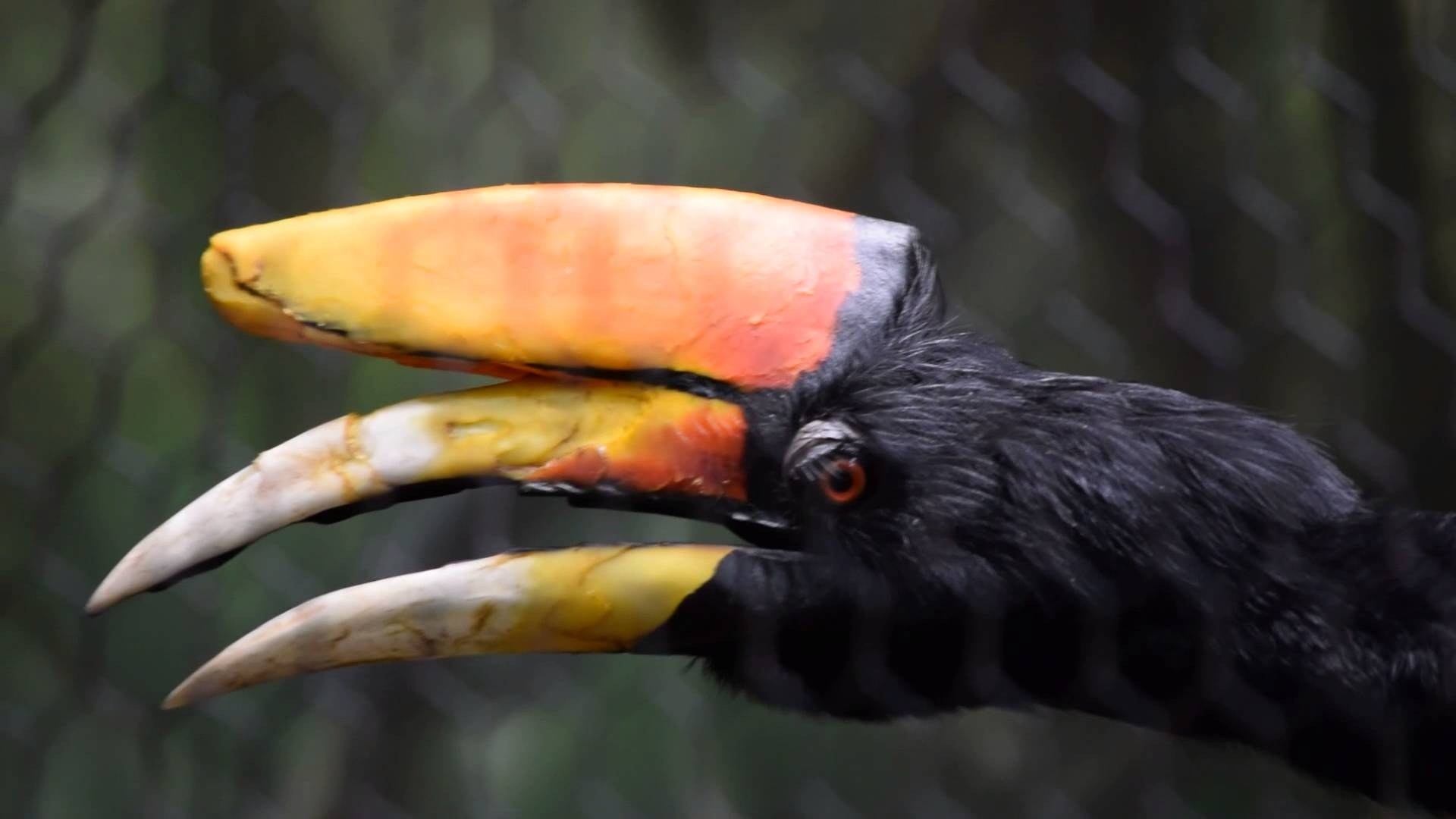 1920x1080 Rhinoceros hornbill at the Cincinnati Zoo, Desktop