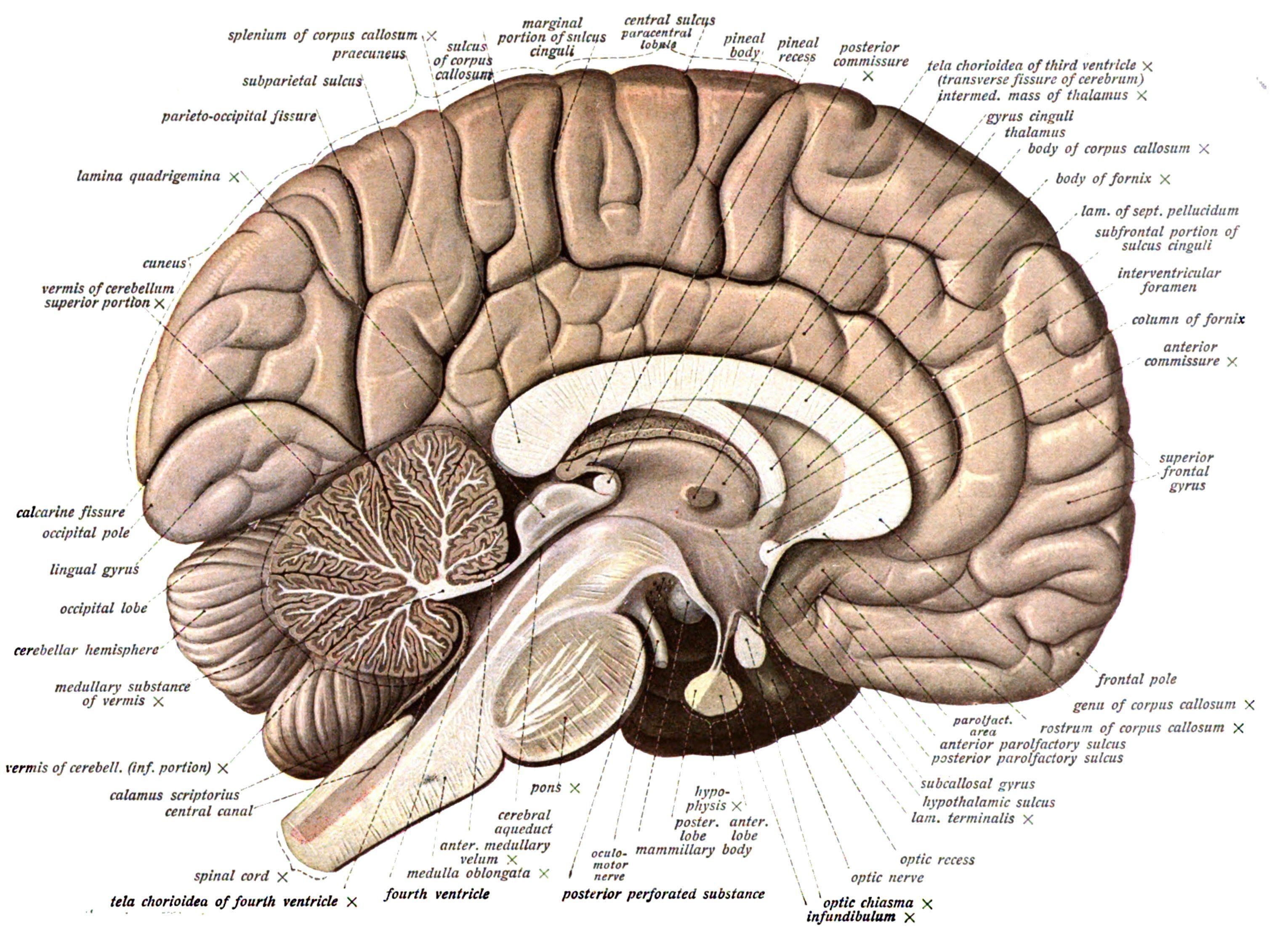 3060x2250 Brain anatomy medical head skull poster wallpaperx2247, Desktop