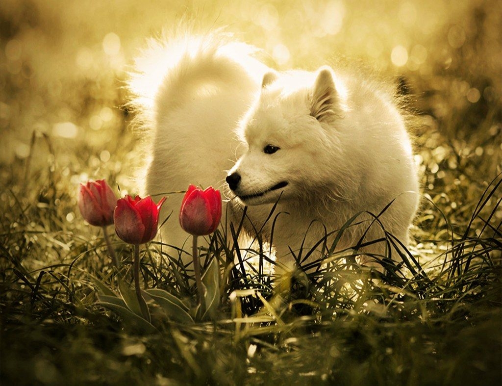 1030x790 Wolf Cute Baby Animals Wallpaper, Desktop