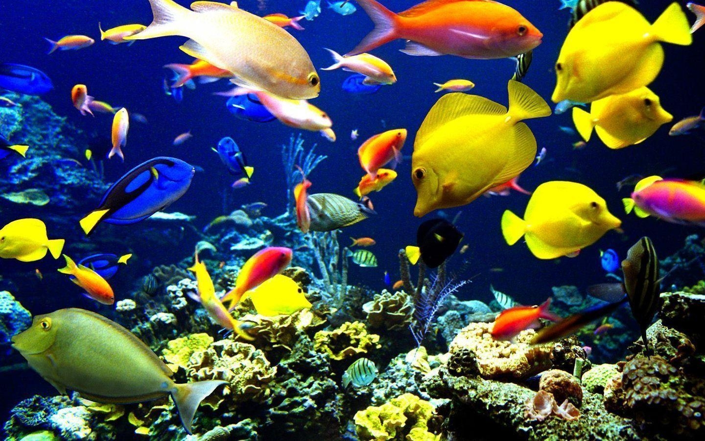 1440x900 Marine Biology Wallpaper, Desktop