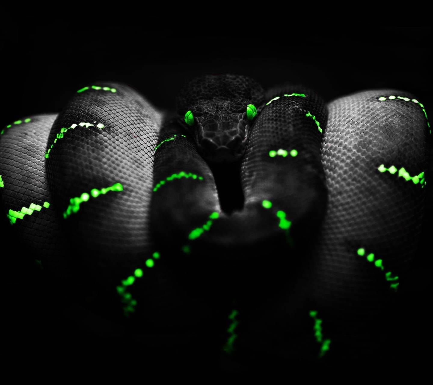 1440x1280 Neon Snake Wallpaper, Desktop