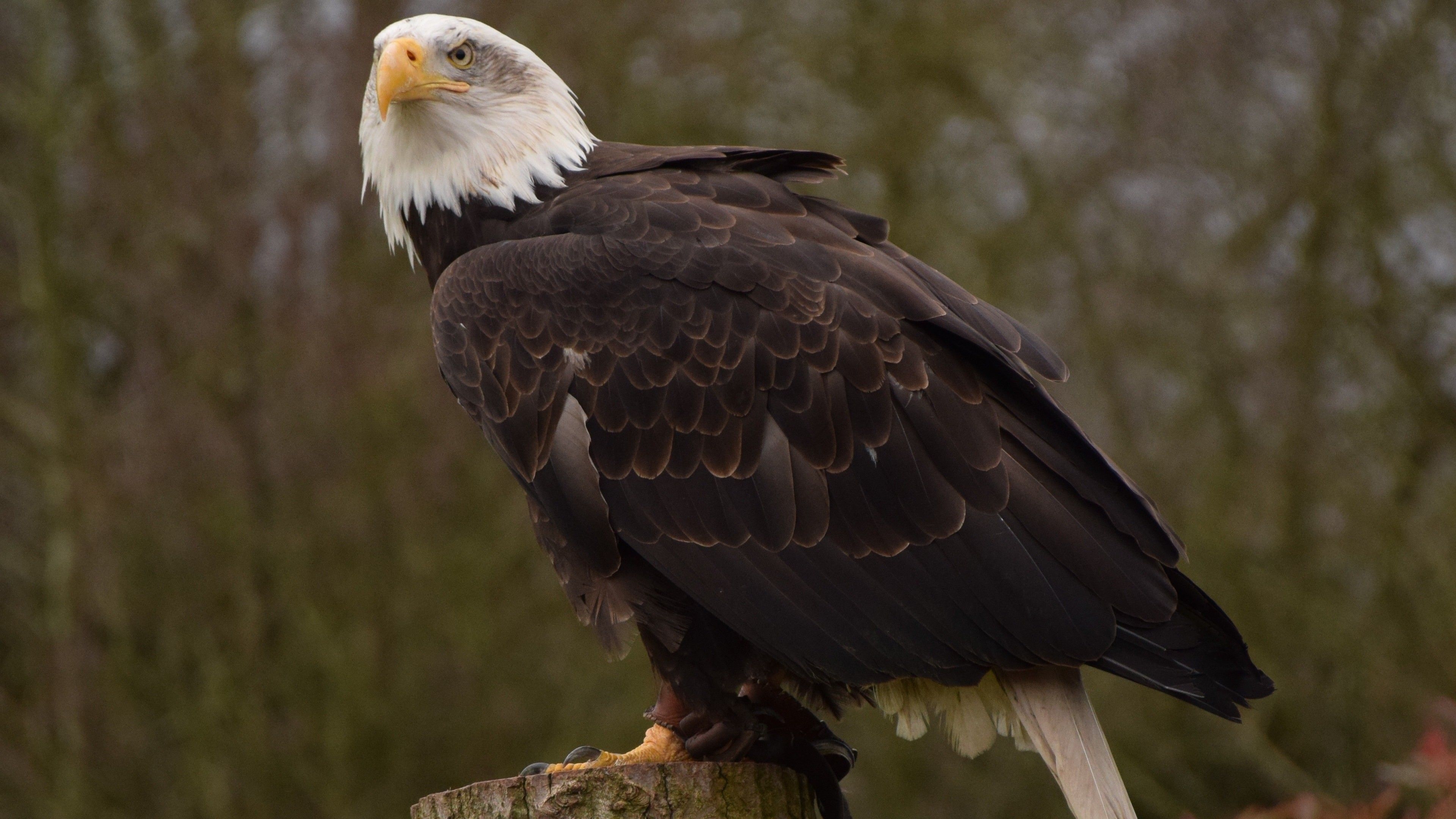 3840x2160 Giant Eagle in Jungle 4K Wallpaper, Desktop