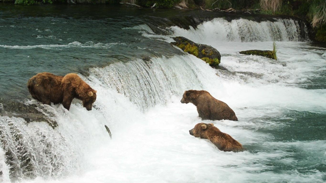 1370x770 Alaskan brown bears wait for salmon at Brooks Falls in Katmai, Desktop