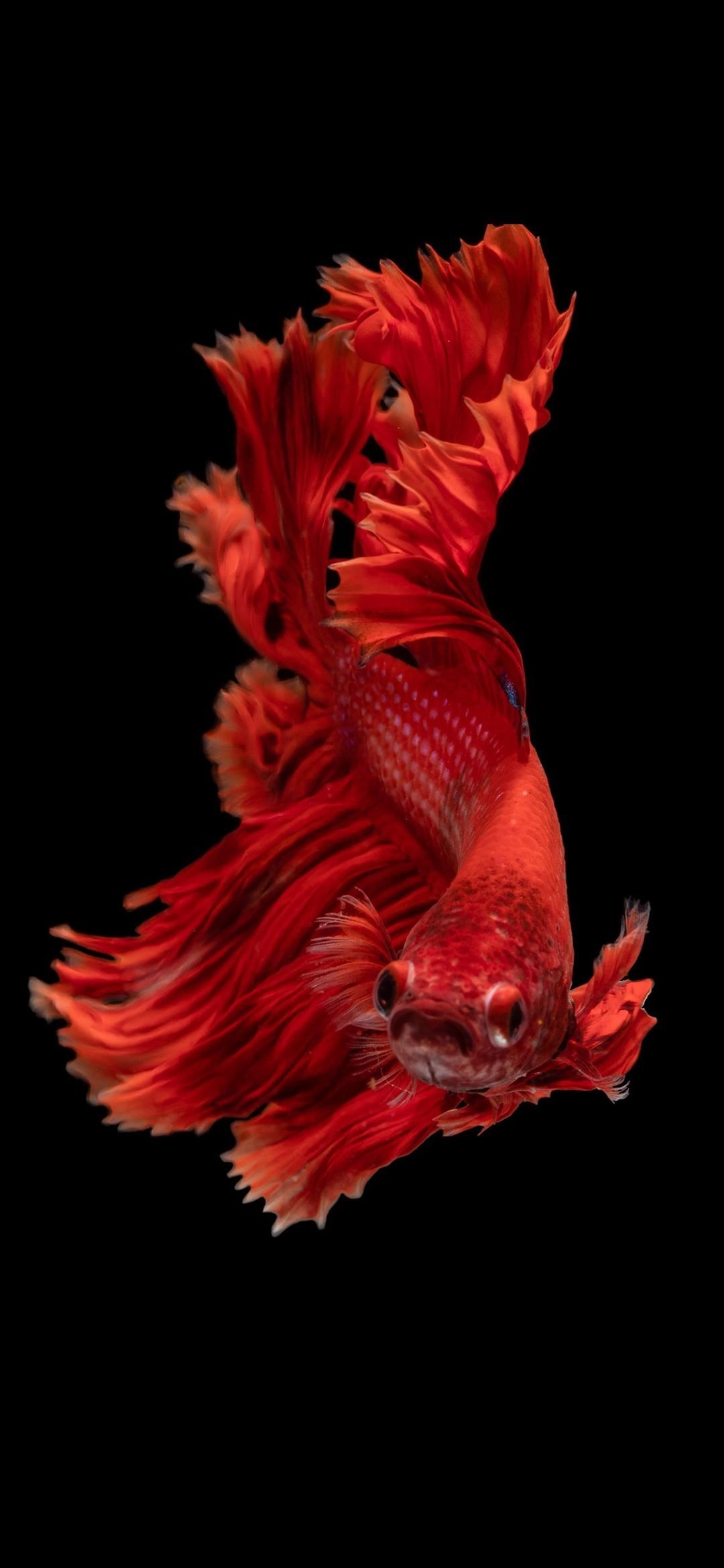 1080x2340 red Siamese fighting fish iPhone 12 Wallpaper Free Download, Phone