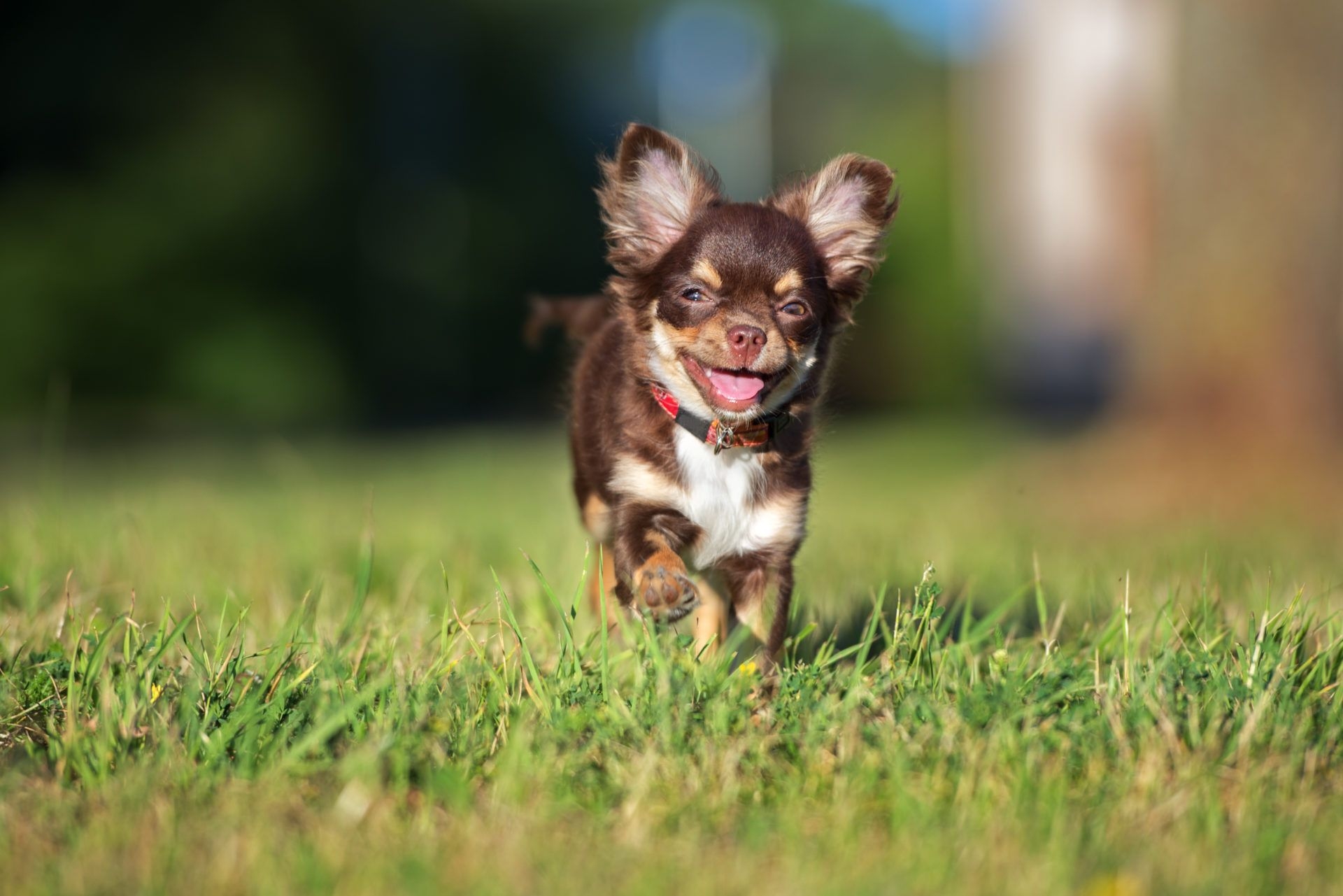 1920x1290 Chihuahua Wallpaper Free Chihuahua Background, Desktop