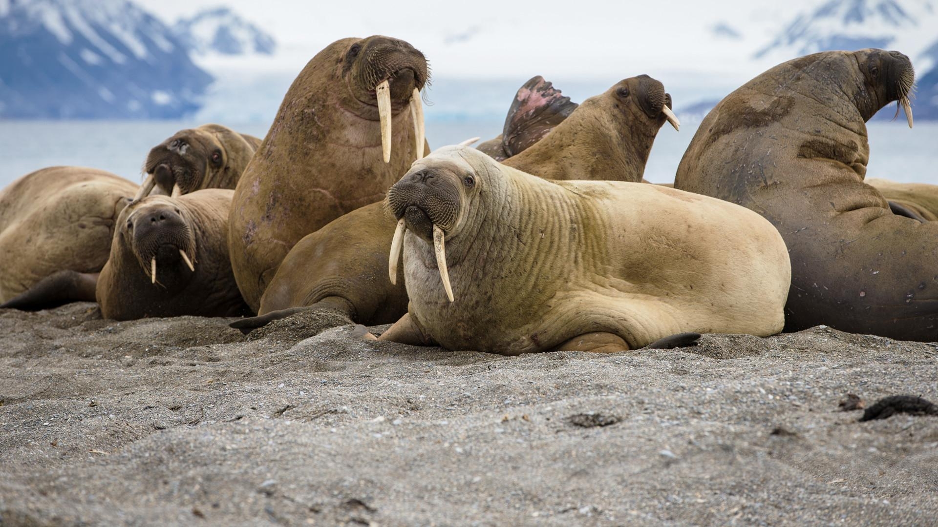 1920x1080 Walrus Wallpaper, Desktop