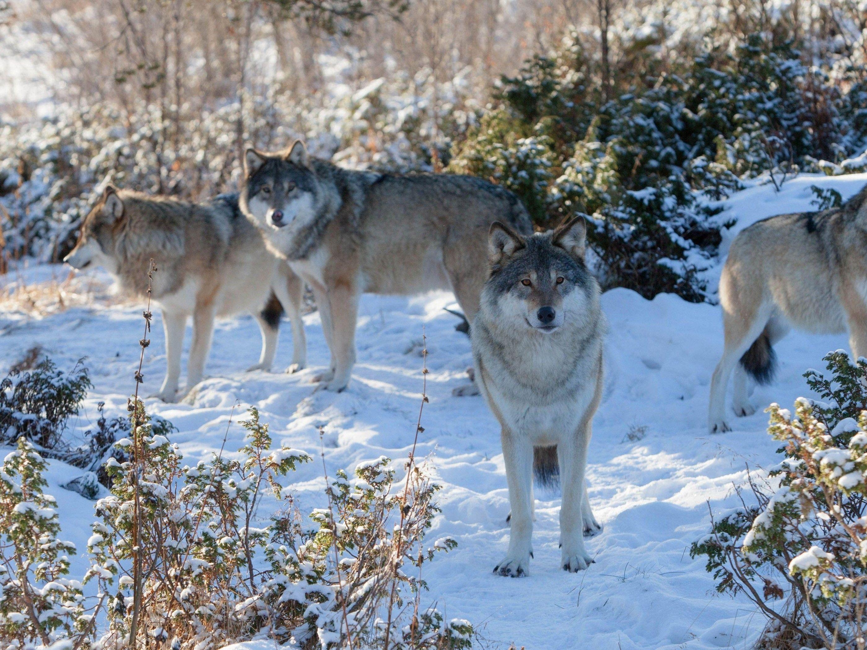 2800x2100 Wolf pack in the snow HD desktop wallpaper, Widescreen, High, Desktop