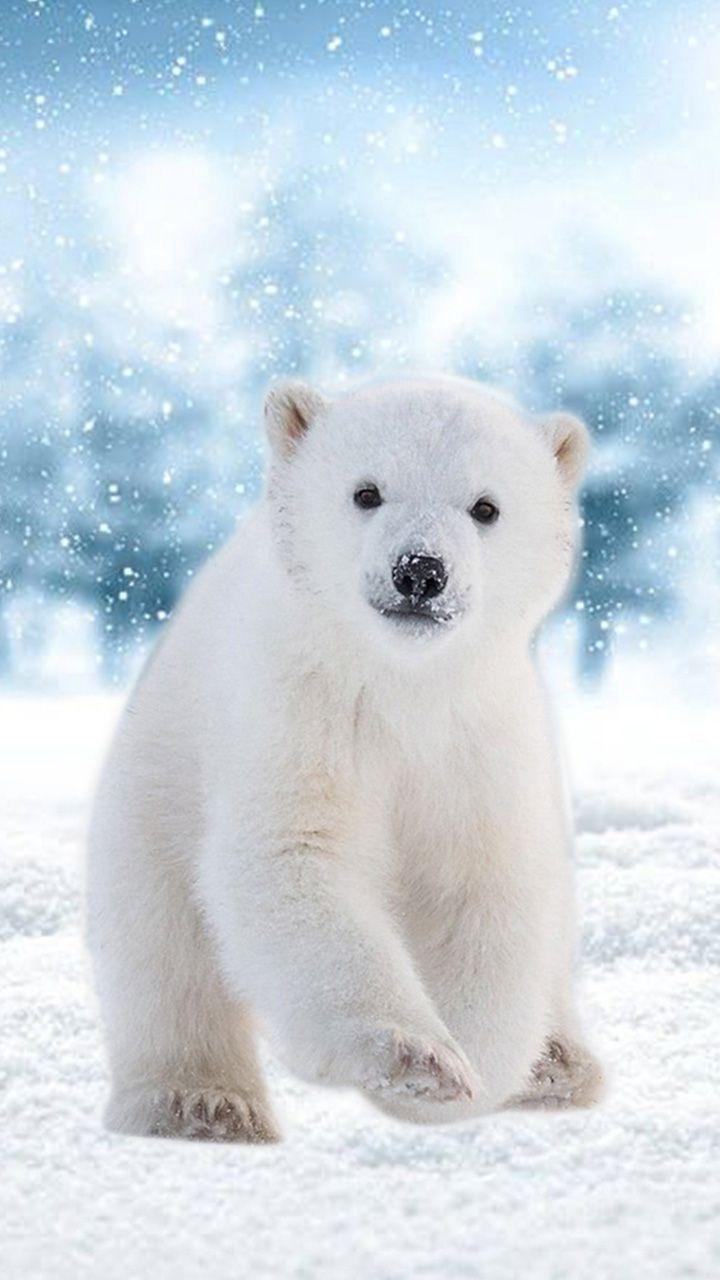 720x1280 Polar Bear Wallpaper Free Polar Bear Background, Phone