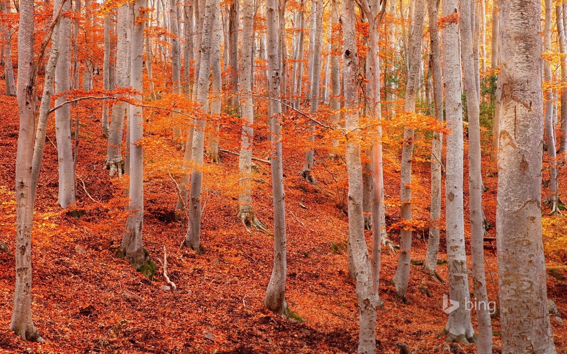 1920x1200 Aspen Tree Wallpaper, Desktop