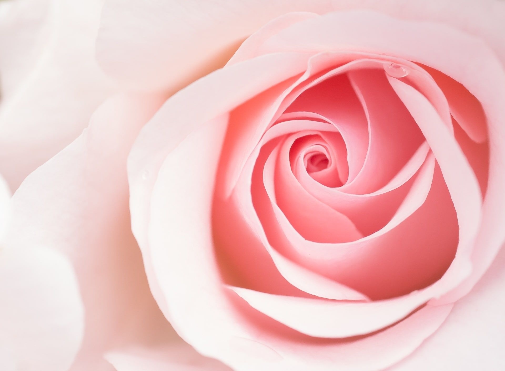 1920x1420 Beautiful Light Pink Rose Flower Macro wallpaper, Aero, Close, Cute, Pastel. Rose flower wallpaper, Light pink rose, Light pink flowers, Desktop