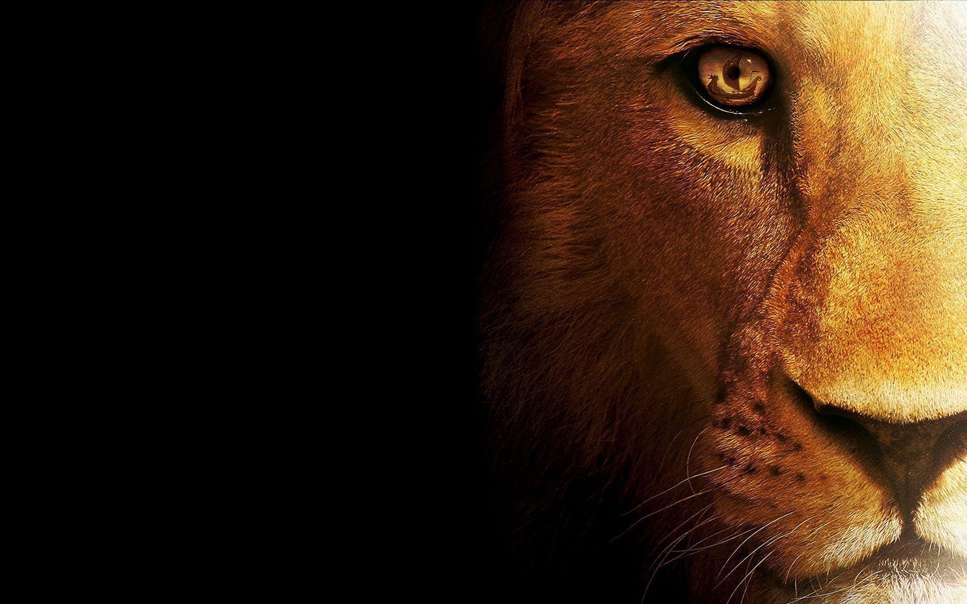 1920x1200 A selection of 9 Image of Lions in HD quality, Desktop