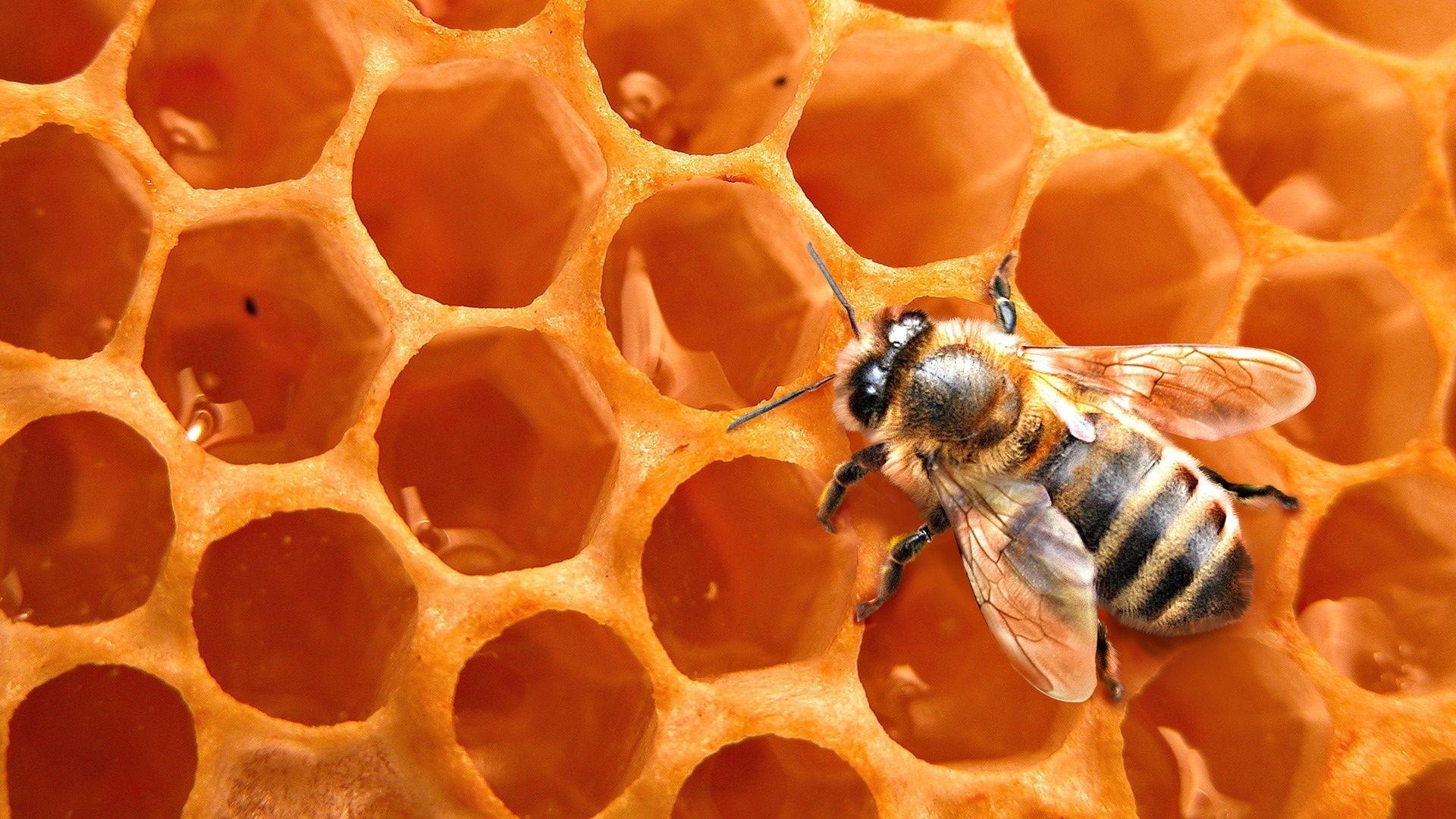 1920x1080 Honey Bee Wallpaper, Desktop