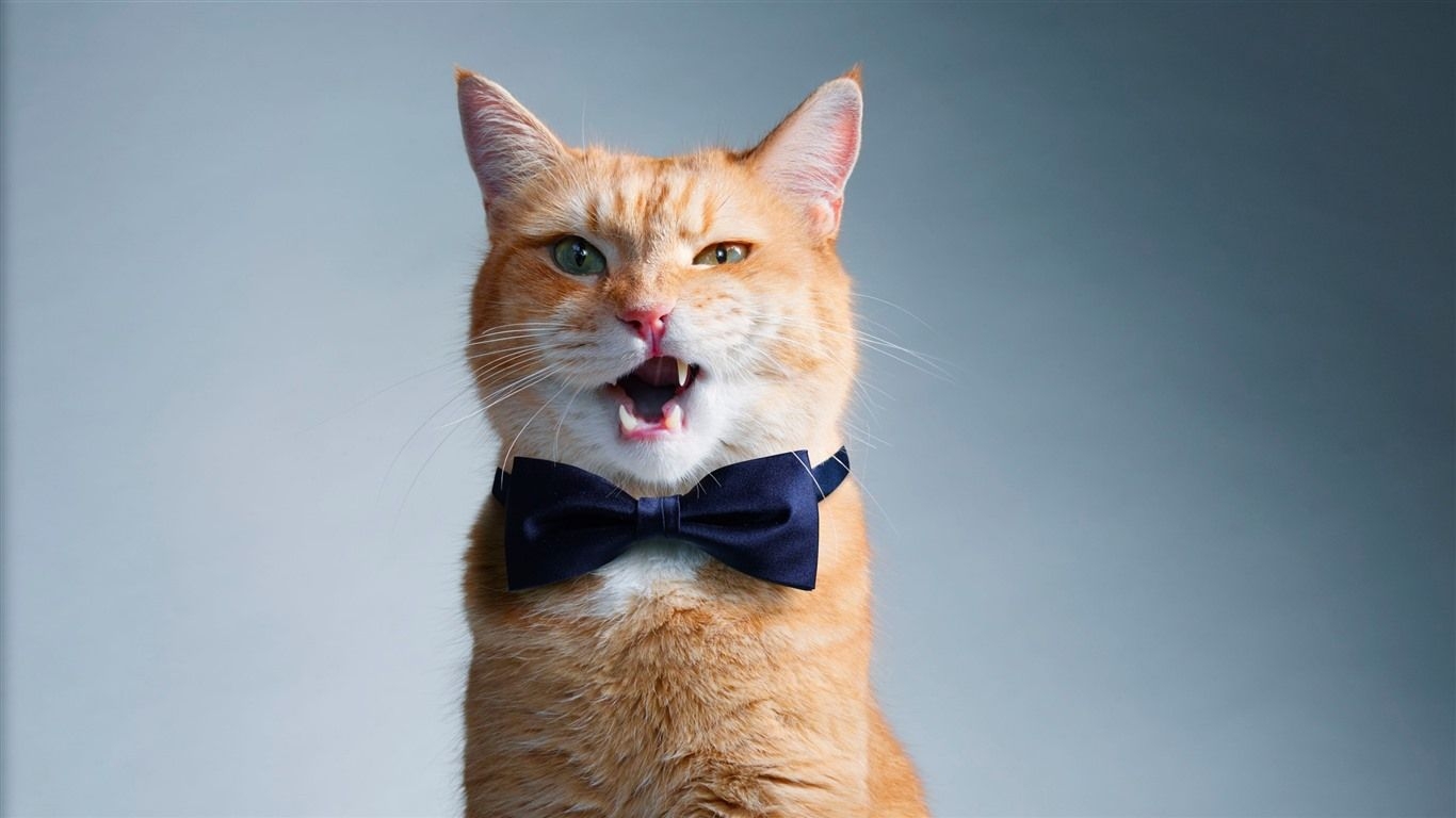 1370x770 Wallpaper Funny cat, bowtie 3840x2160 UHD 4K Picture, Image, Desktop