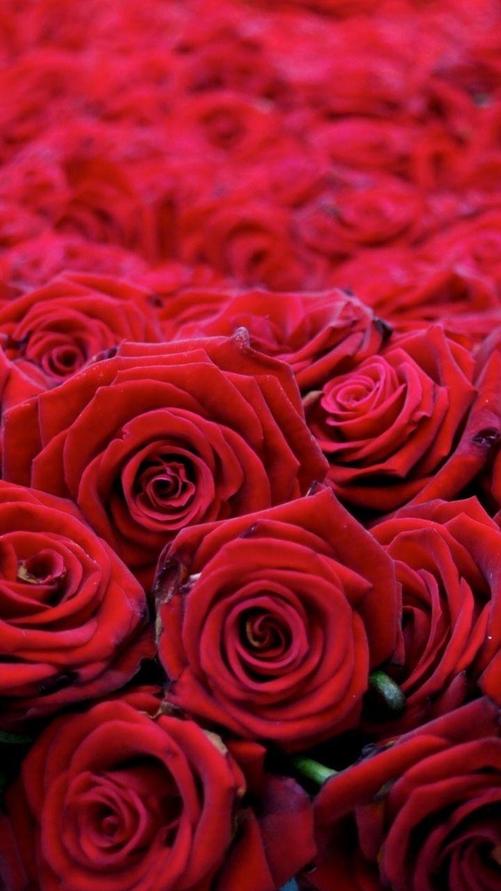 720x1280 Download Wallpaper  Roses, Flowers, Buds, Red, Many, Phone