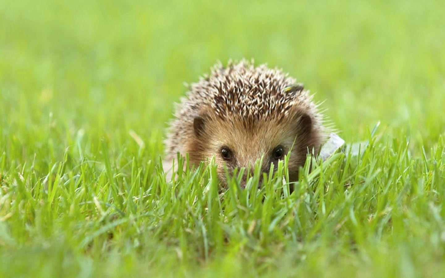 1440x900 Hedgehog Wallpaper, Desktop