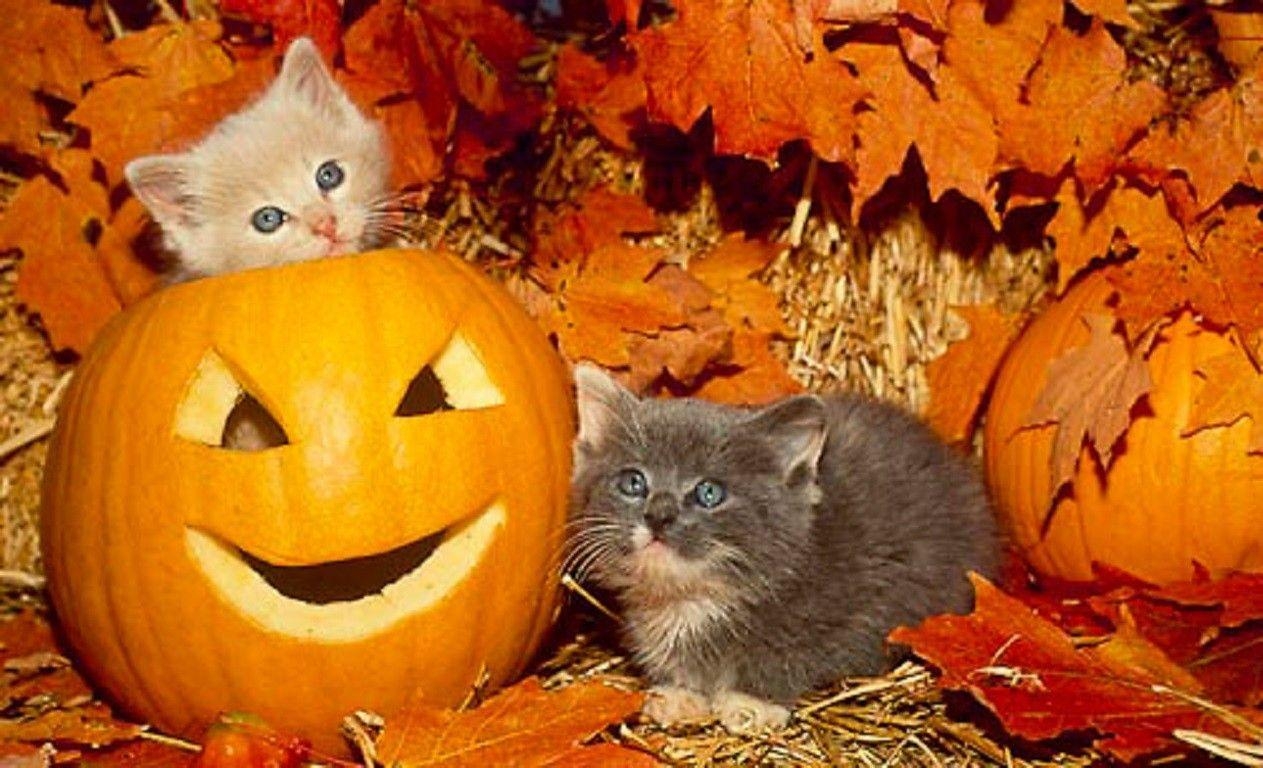 1270x770 Cat: Fall Leaves Halloween Kittens Pumpkins Two Animals Cats, Desktop