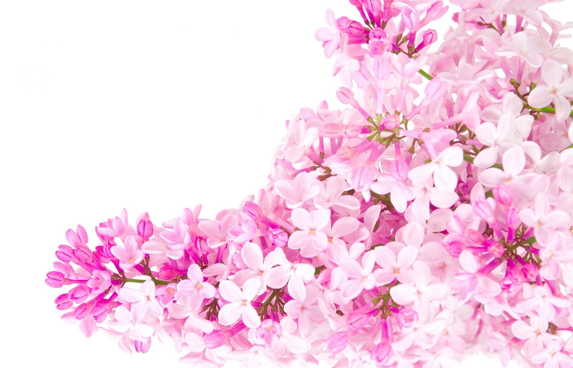 1920x1240 Pink (Color) image Pink flowers HD wallpaper and background photo, Desktop