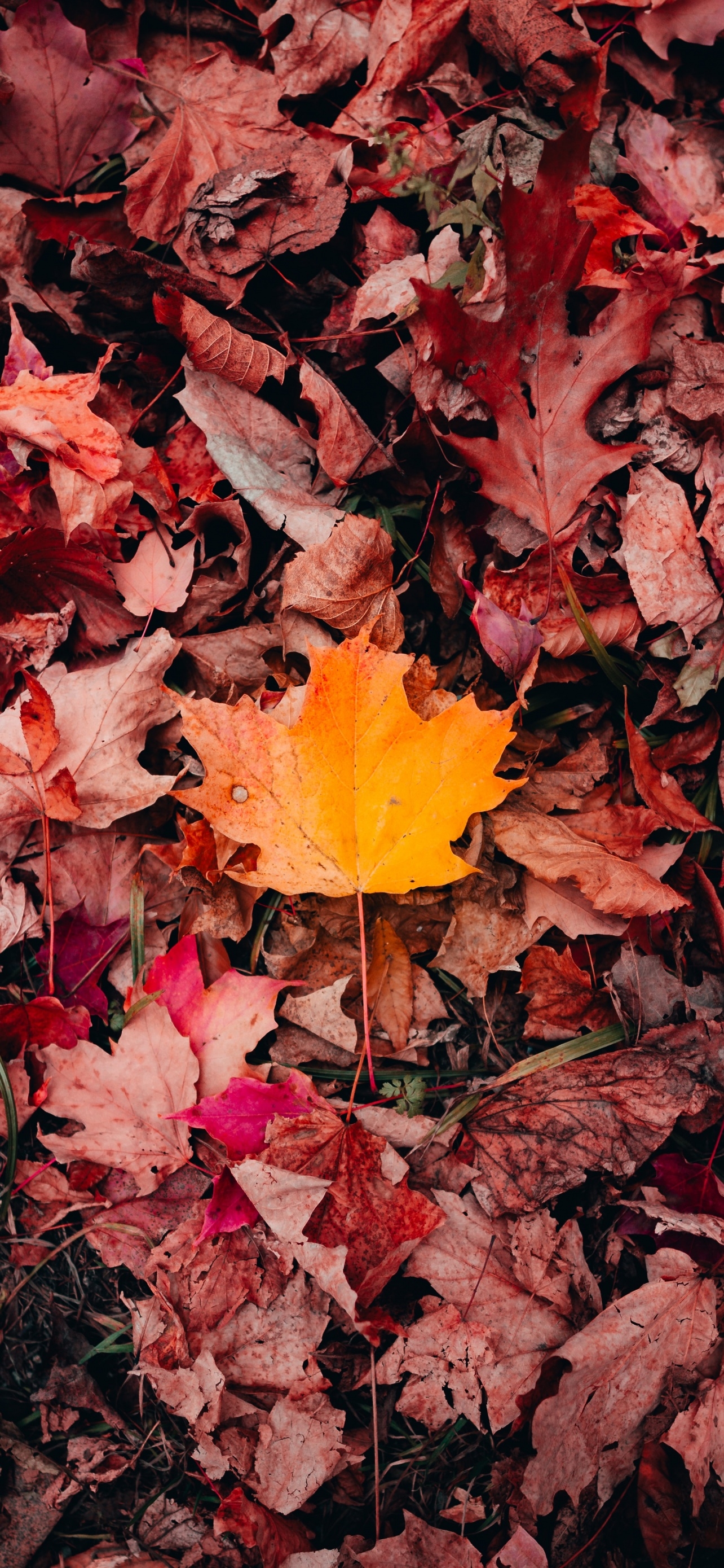 1290x2780 Maple leaves Wallpaper 4K, Autumn, Fallen Leaves, Leaf Background, 5K, Nature, Phone