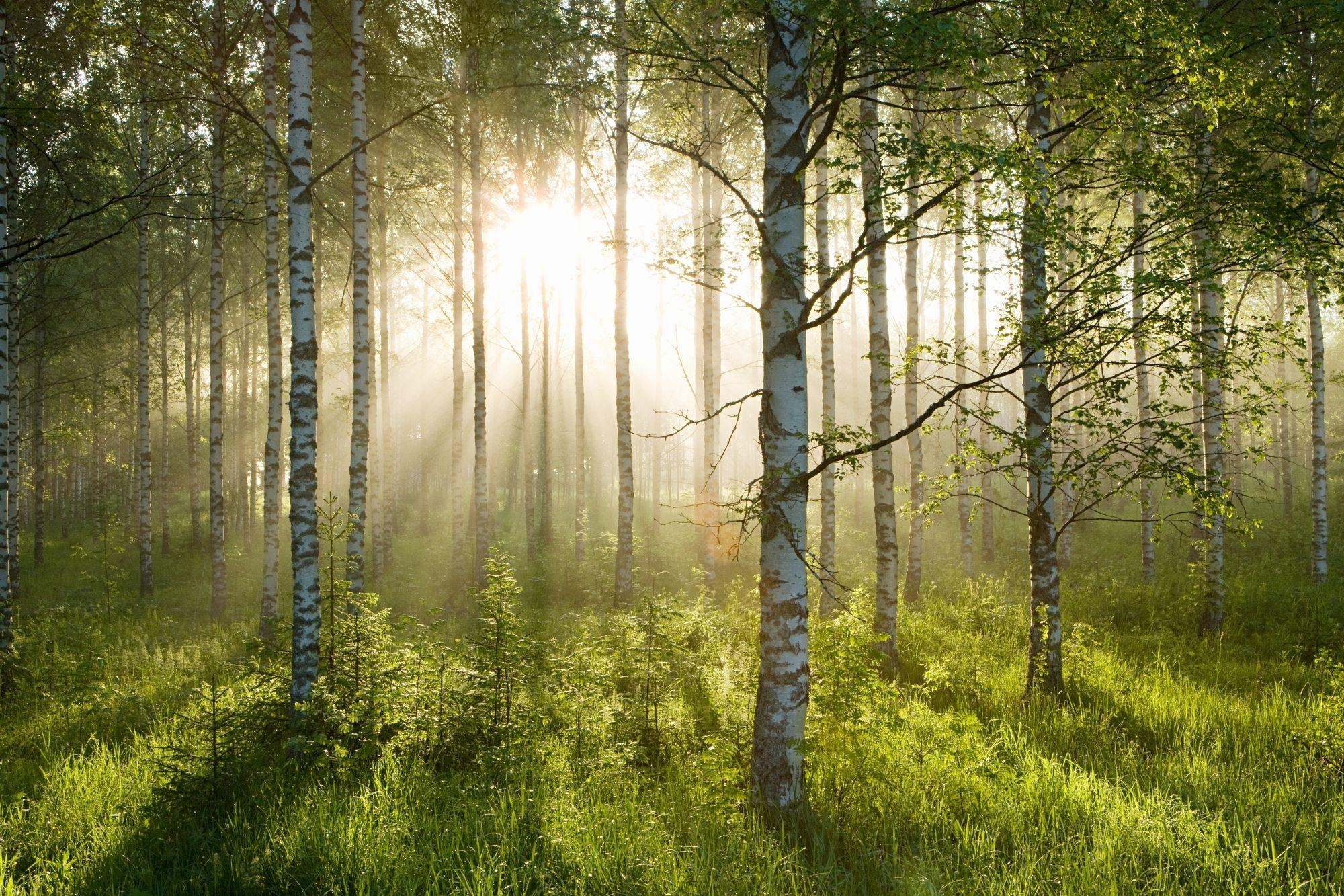 2000x1340 Birch Forest Sunlight Wall Mural & Birch Forest Sunlight Wallpaper, Desktop