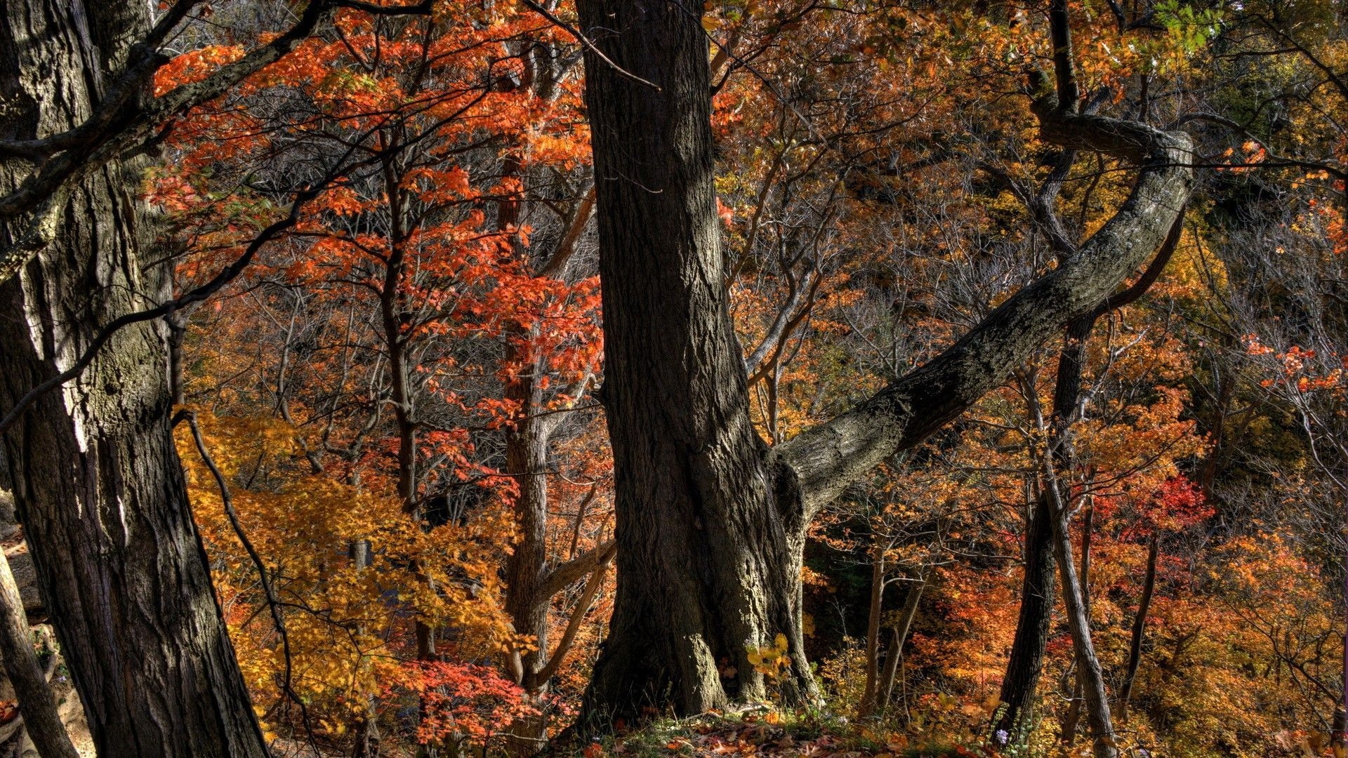 1920x1080 dark creepy autumn. Autumn Fall Forest Trees Photo Background. Tree branch wallpaper, Tree, Nature tree, Desktop