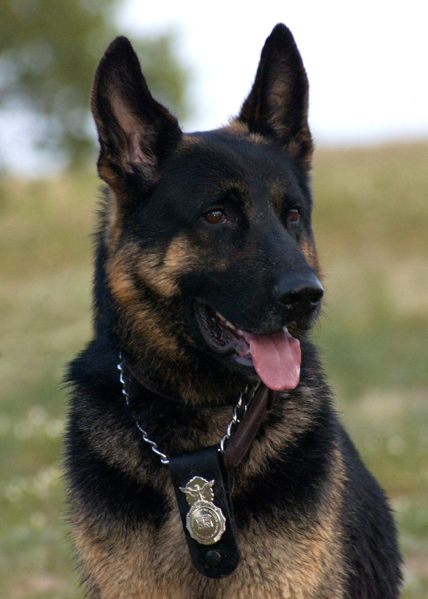 1500x2100 k9 wallpaper, vertebrate, dog, canidae, dog breed, police dog, Phone