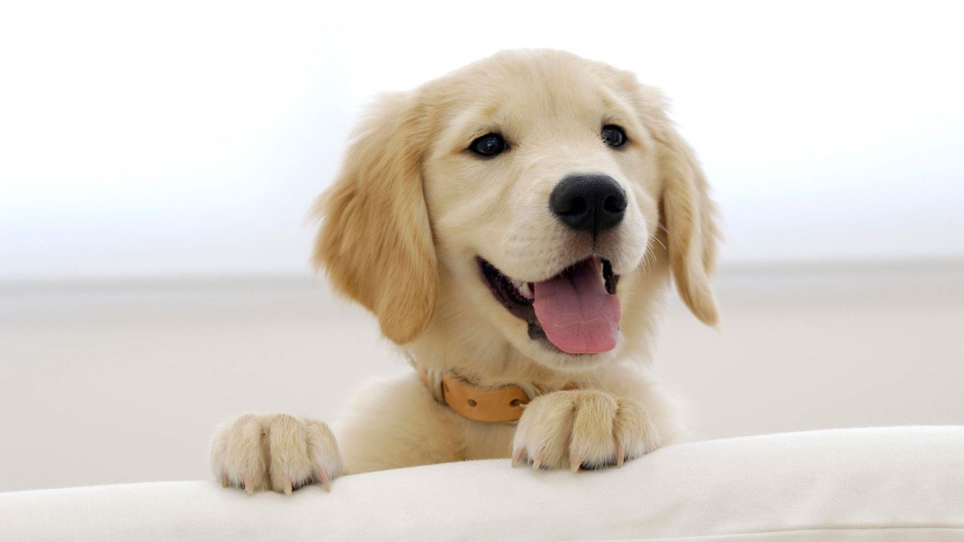 1920x1080 Puppy Wallpaper Cute Wallpaper, Desktop