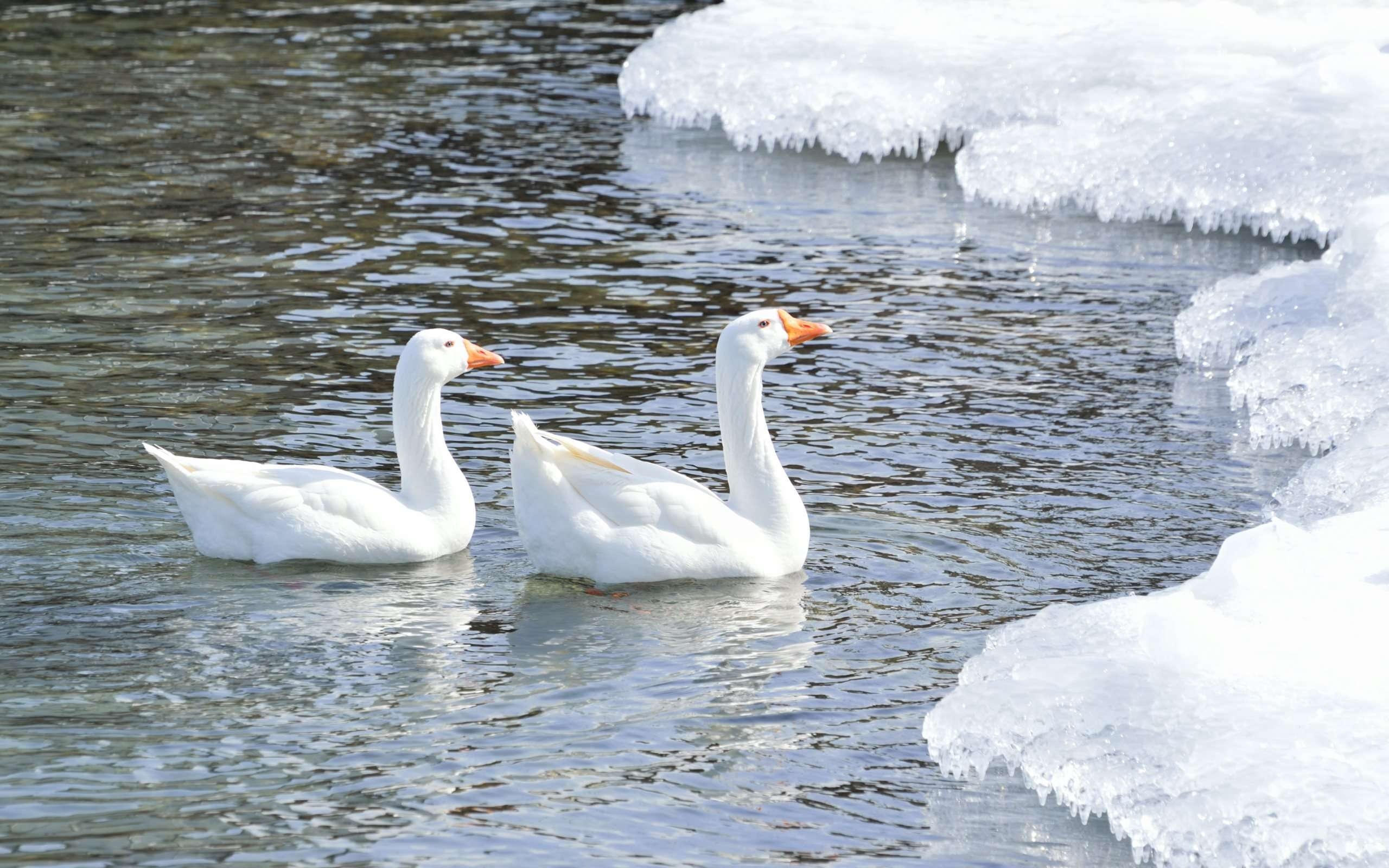 2560x1600 Smiling Goose, Desktop