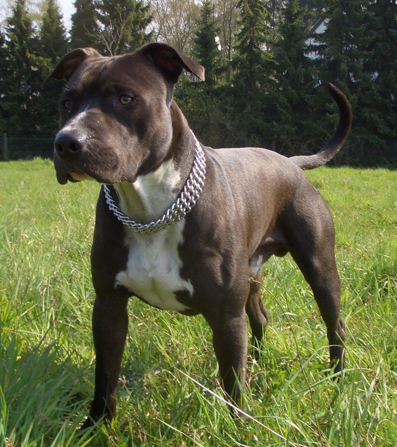 1280x1440 american staffordshire terrier. American Staffordshire Terrier, Phone