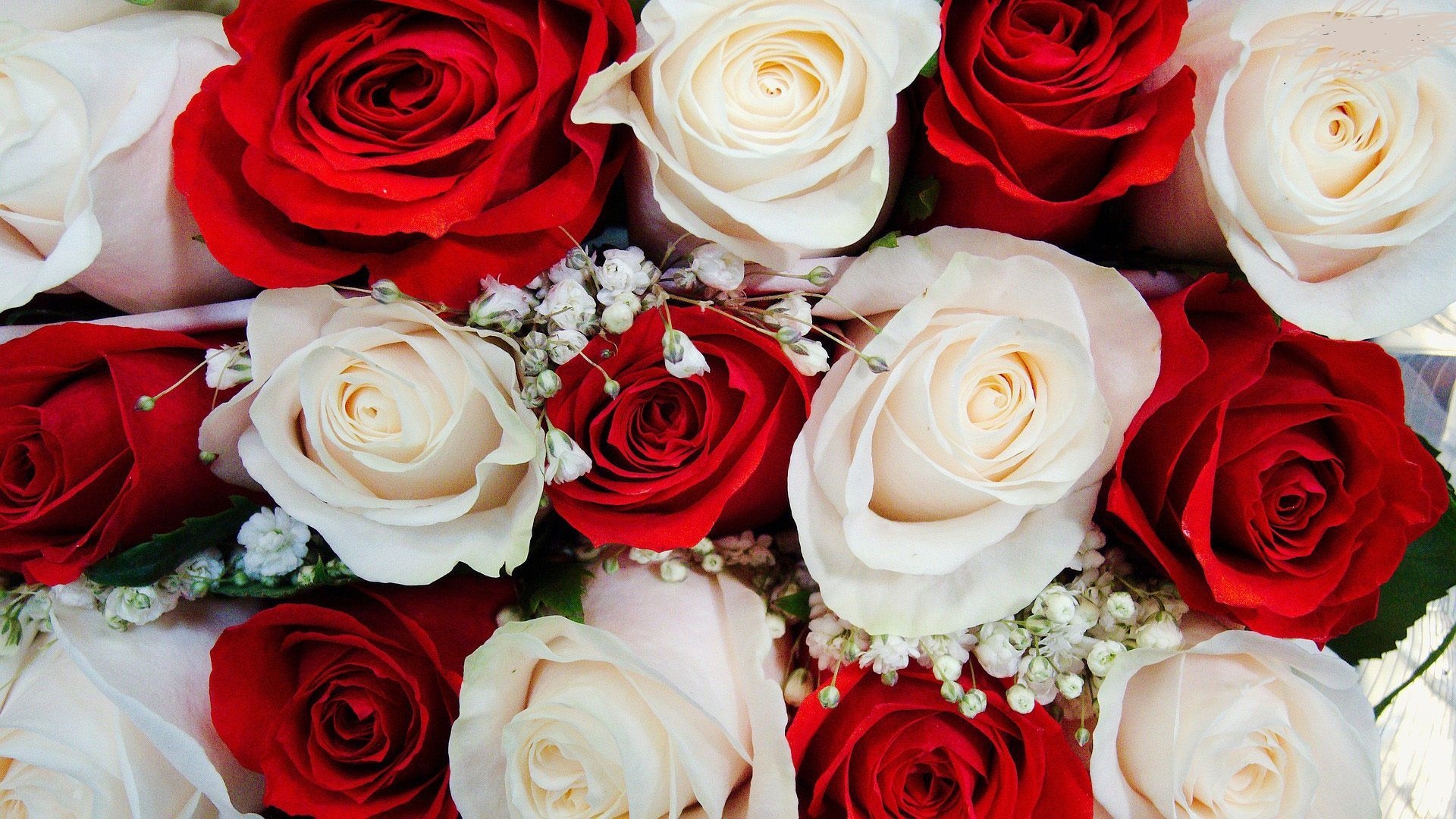 1920x1080 Red and White Roses Wallpaper, Desktop