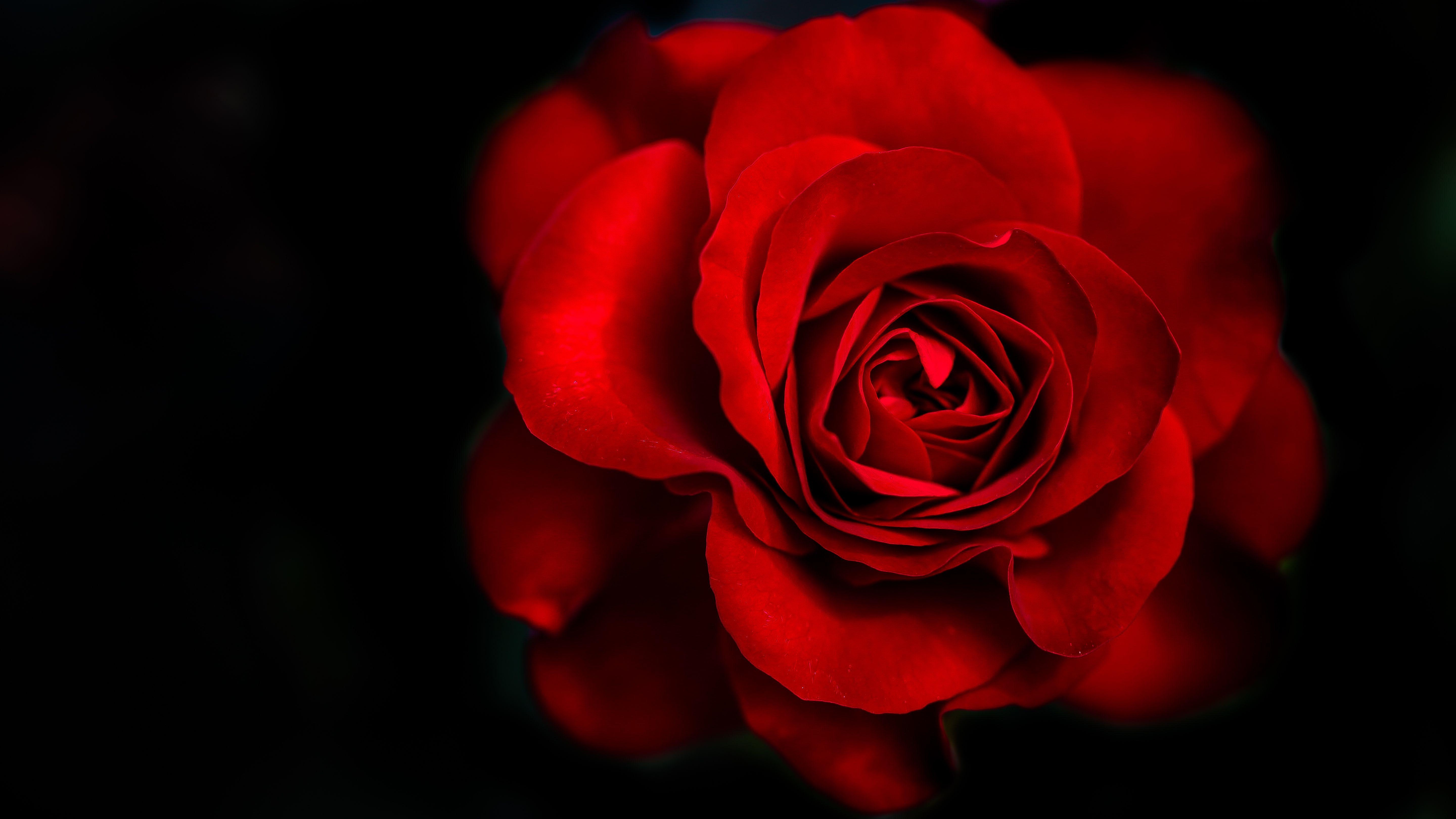 5760x3240 Red Rose 5k Retina Ultra HD Wallpaper, Desktop