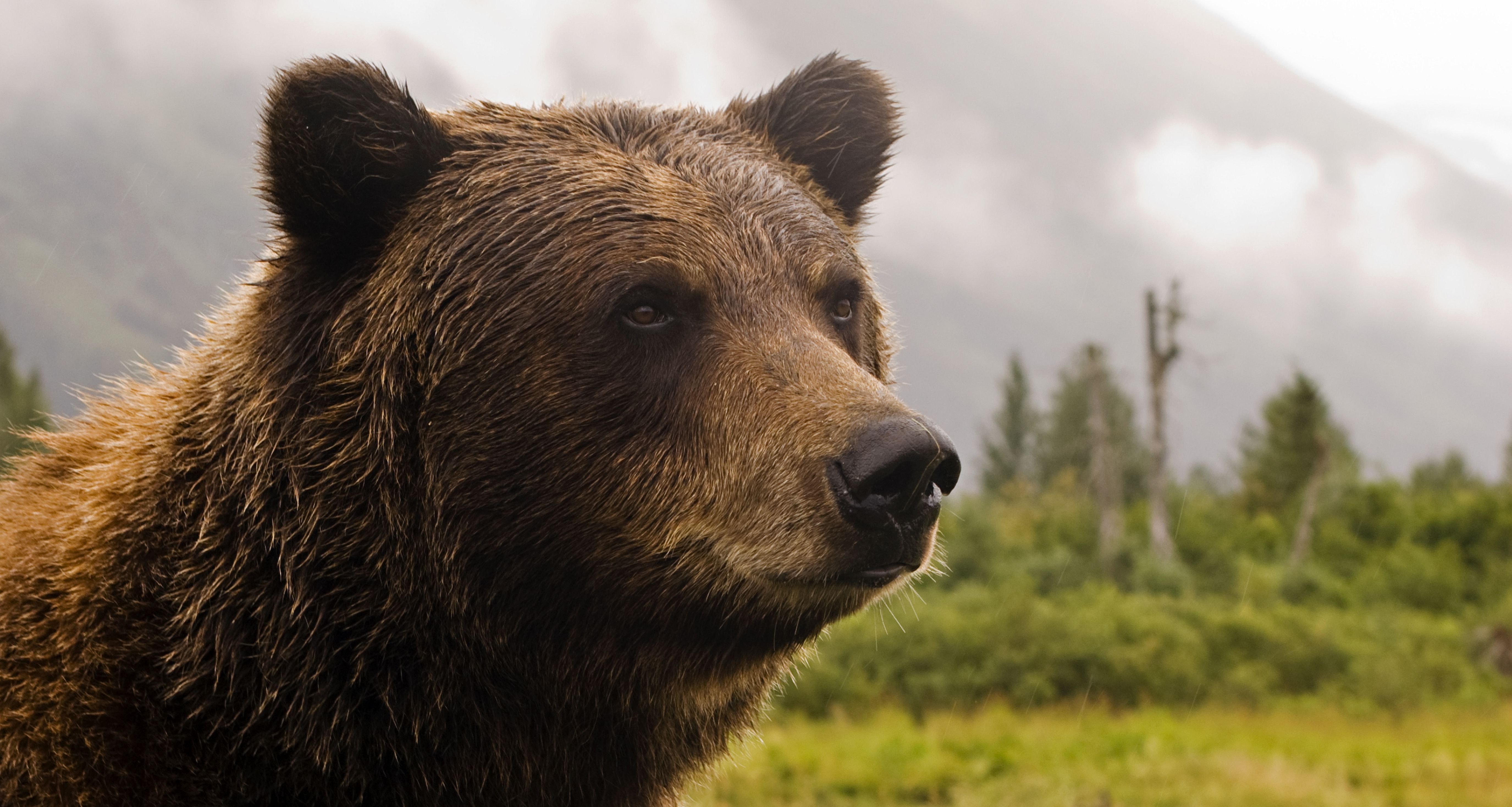 5500x2940 Grizzly Bear Wallpaper Image Photo Picture Background, Desktop