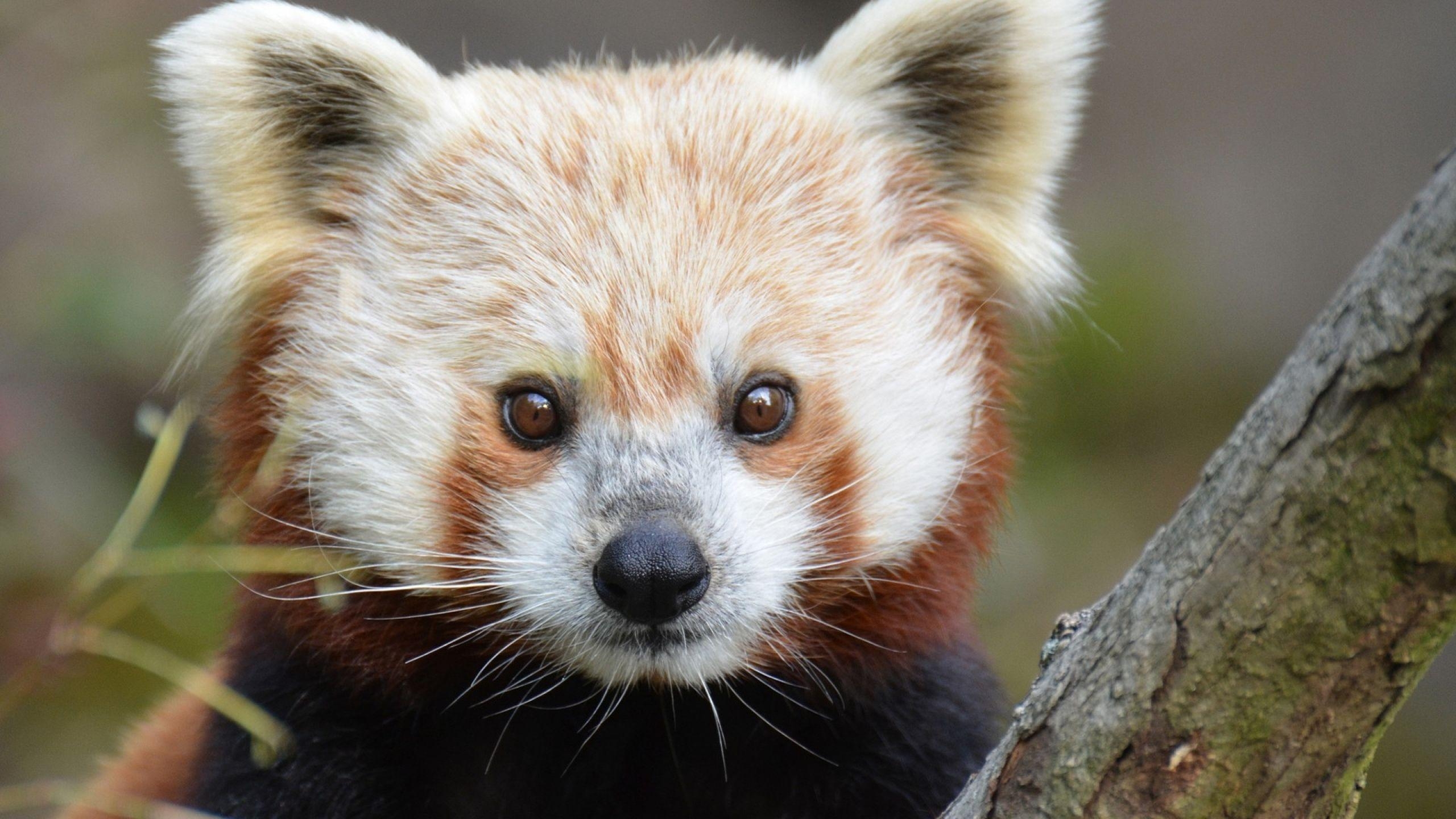 2560x1440 Red Panda Wallpaper Image Photo Picture Background, Desktop